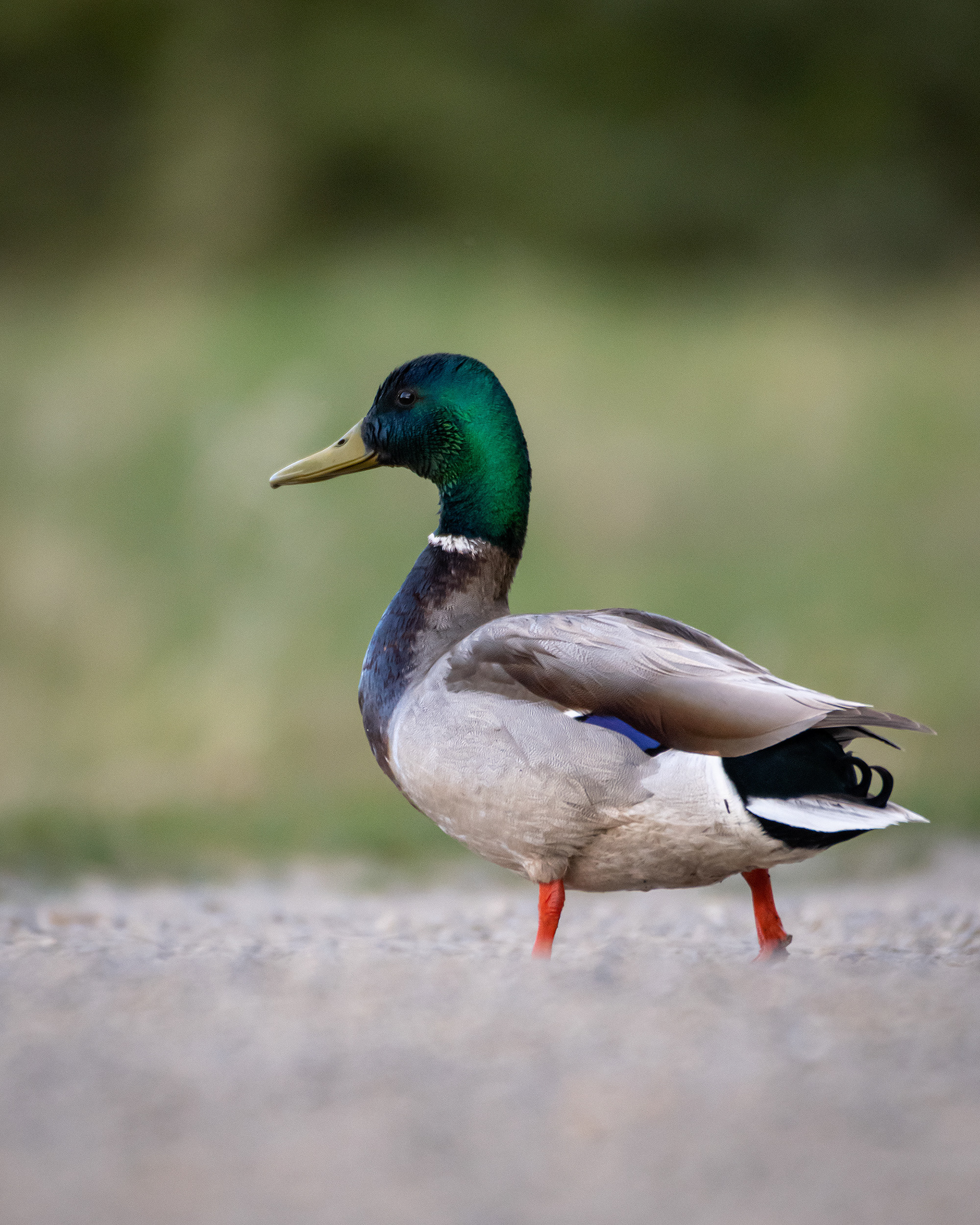 Mallard (male), Marshall Springs ponds, Fish Creek Provincial Park, Calgary, AB