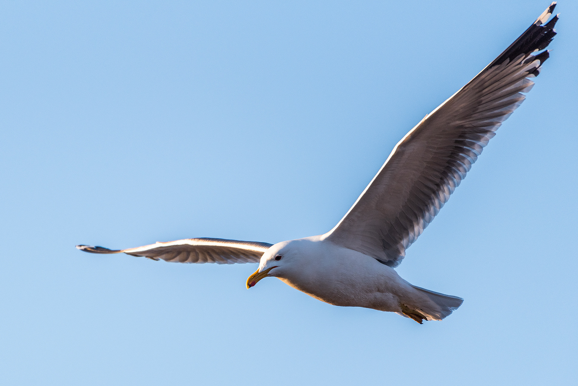 Gull in flight at Frank Lake, Alberta