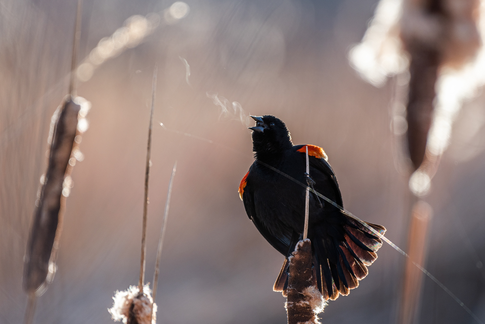 Red-winged Blackbird (male) at Burnsmead Day Use Area, Fish Creek Provincial Park, Calgary, Alberta
