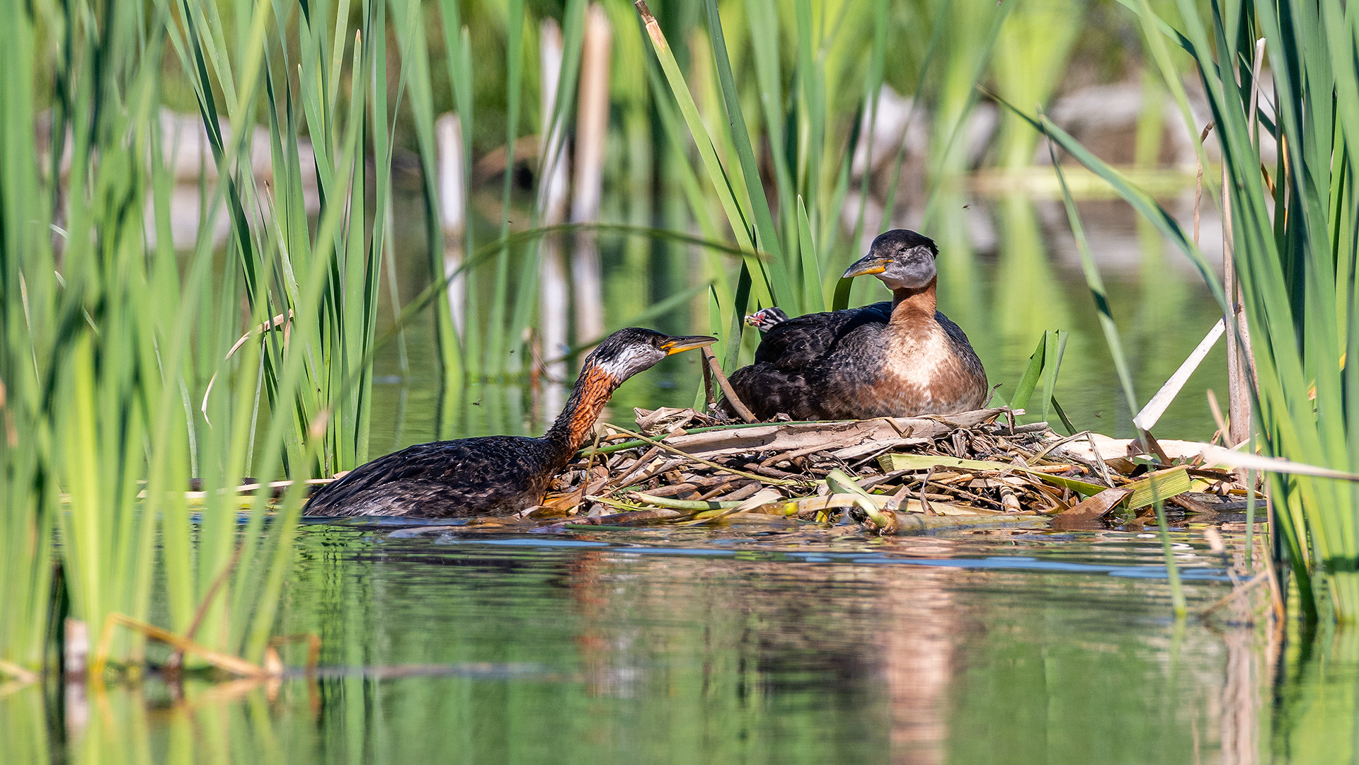 Red-necked Grebe pair at their nest with a chick (male on the nest, female feeding the chick), Marshall Springs - Fish Creek Prov. Park, Calgary, AB