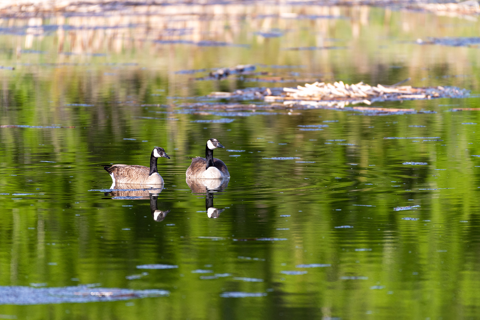 Canada Geese, Marshall Springs, Fish Creek Provincial Park, Calgary, Alberta