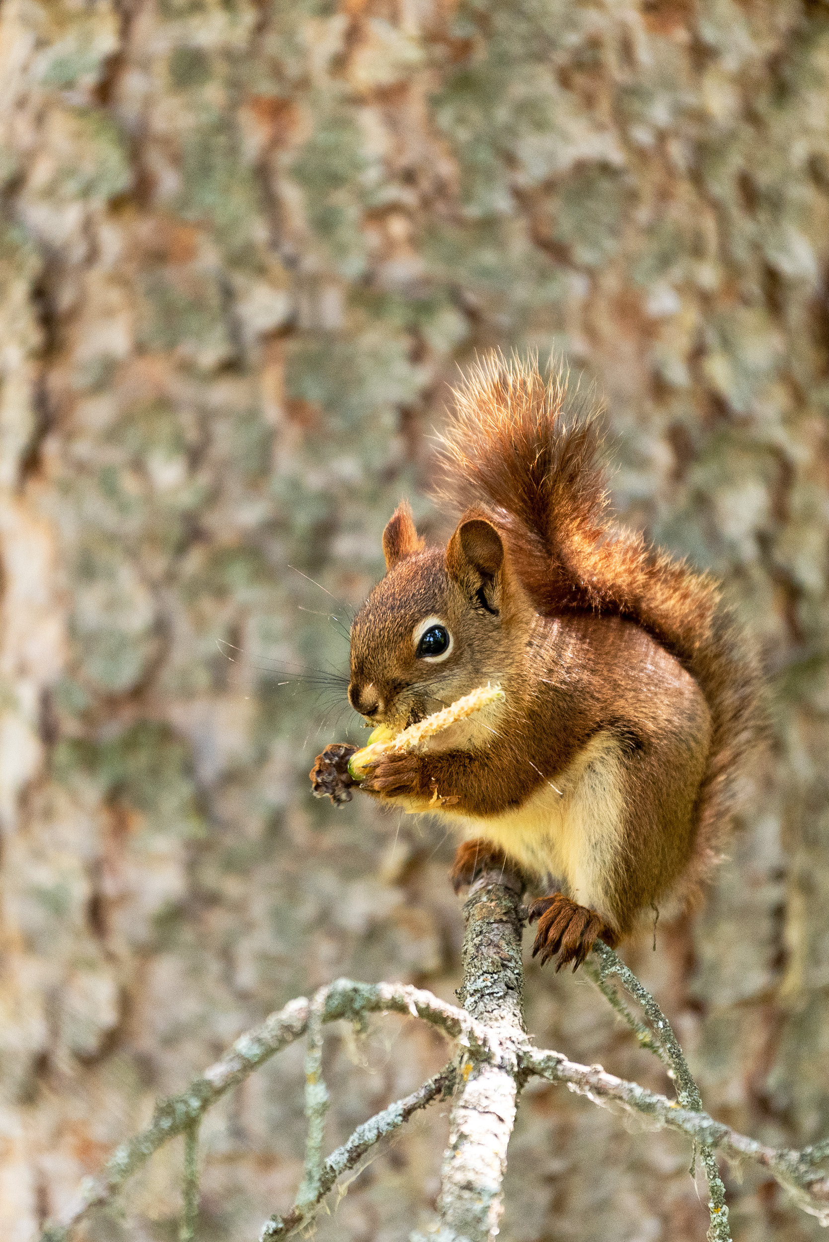 Squirrel enjoying a snack