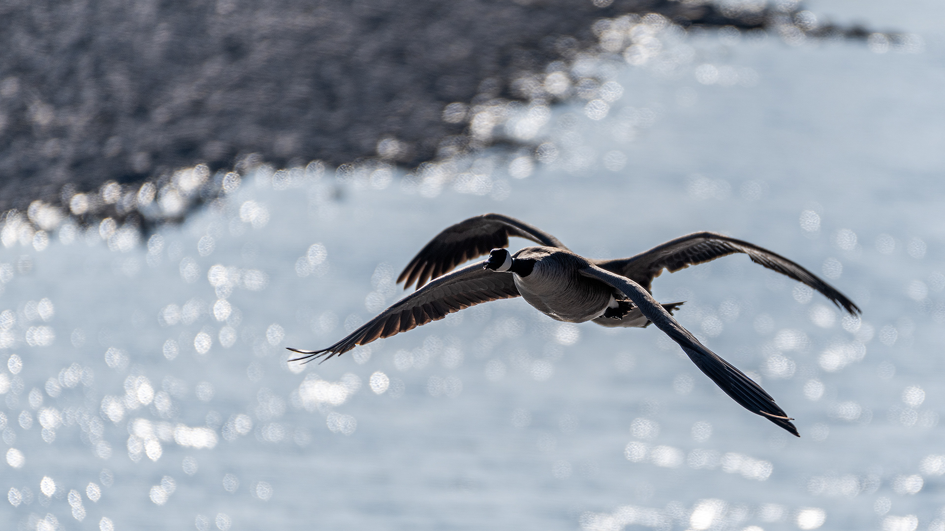 Canada Geese (in flight) near Mallard Point, Fish Creek Prov. Park, Calgary, AB