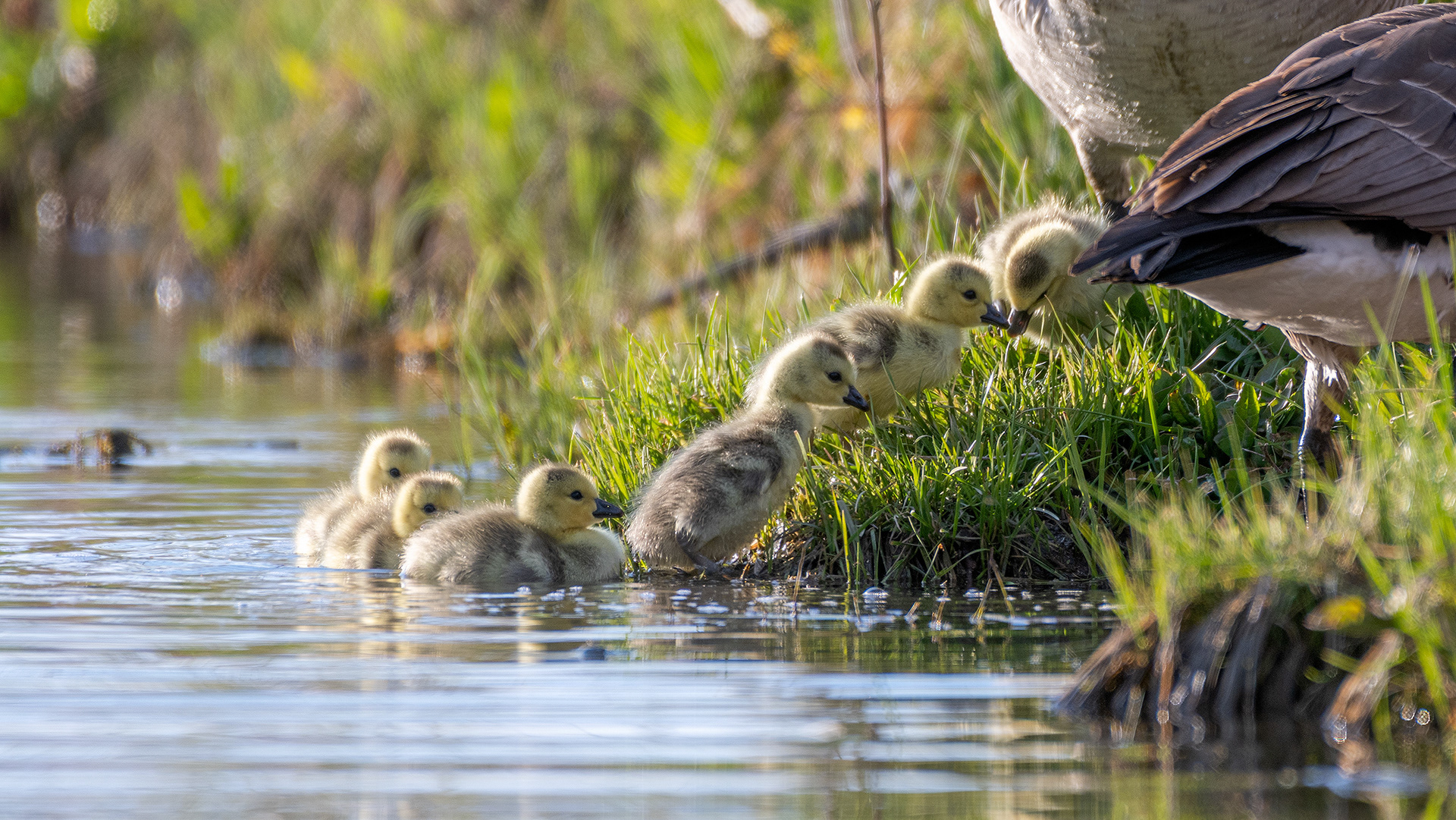 Canada Goose goslings at Bridlewood Wetlands Park, Calgary, Alberta