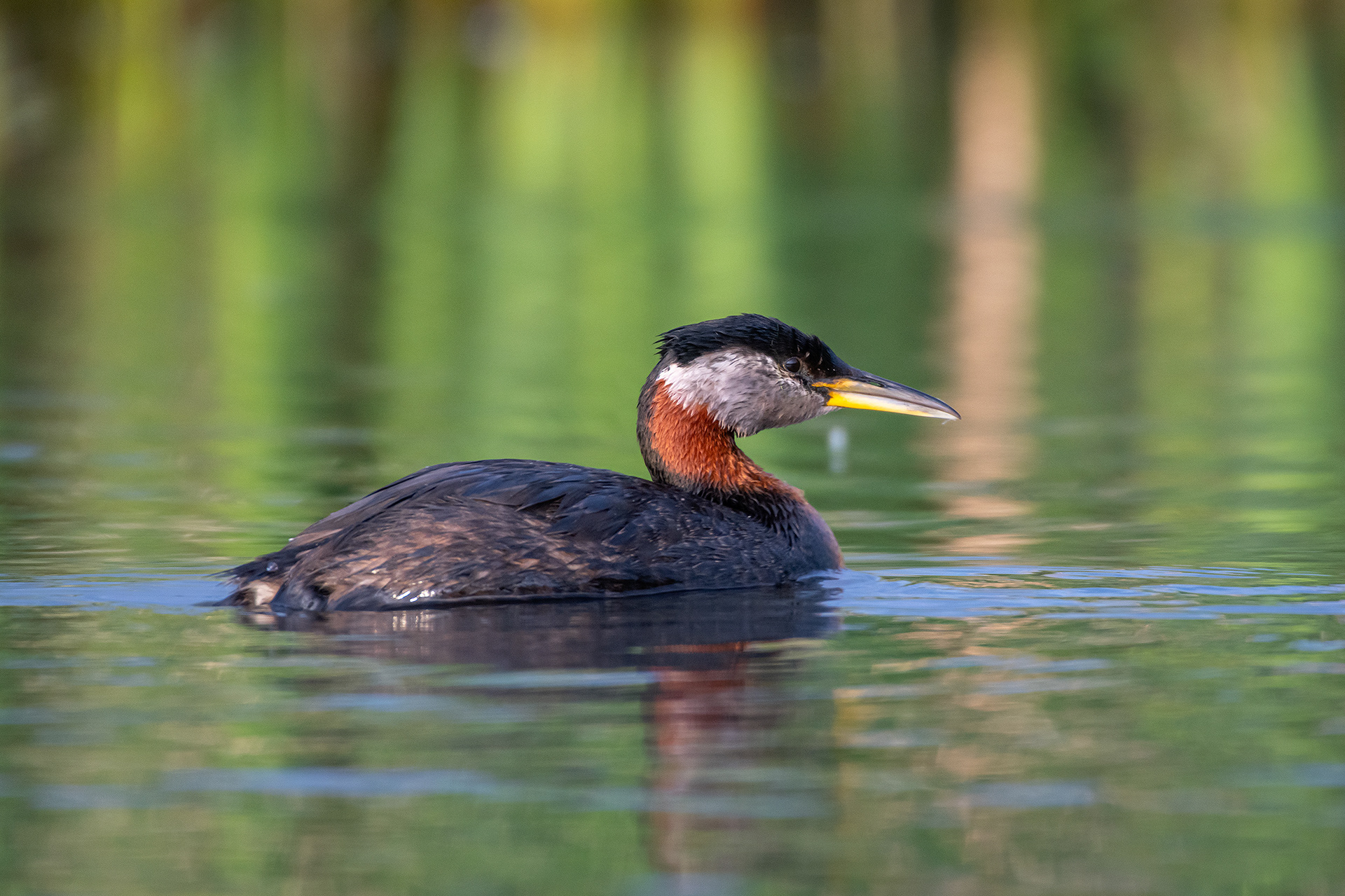 Red-necked Grebe, Marshall Springs ponds, Fish Creek Provincial Park, Calgary, AB