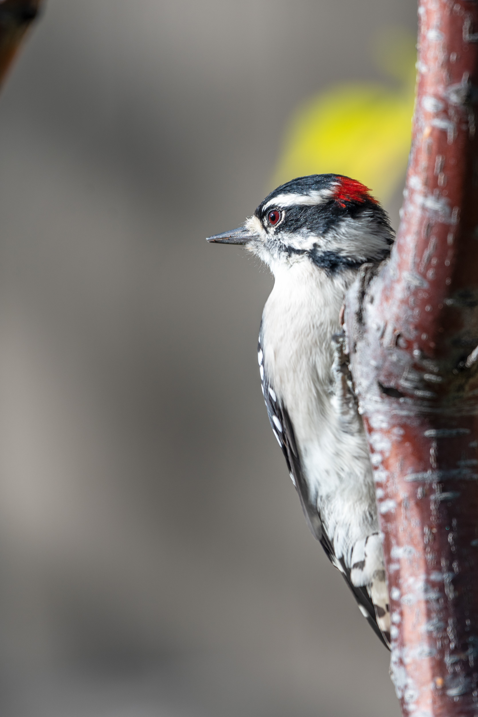Downy Woodpecker