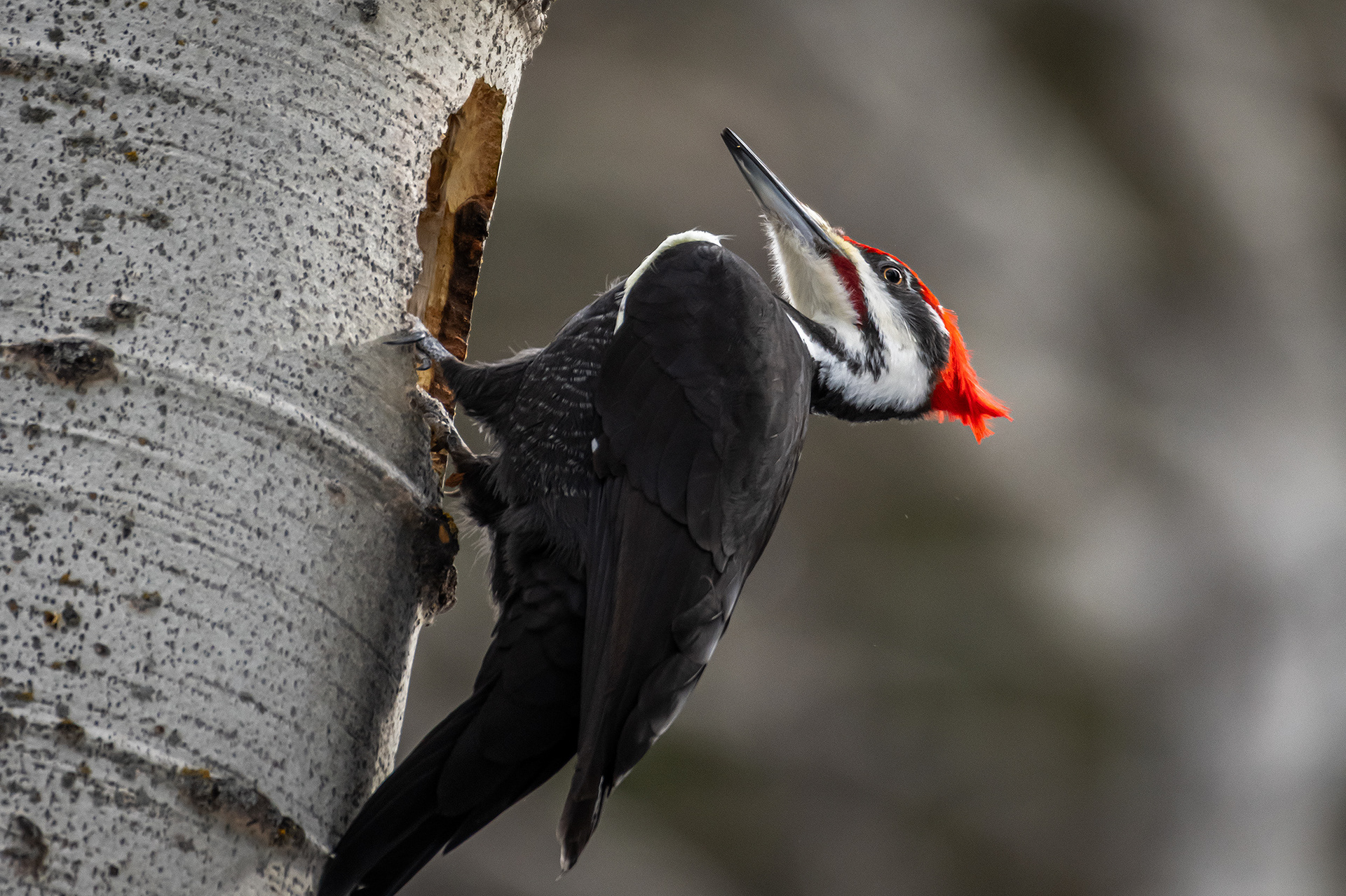Pileated Woodpecker (male), near Marshall Springs, Fish Creek Provincial Park, Calgary, AB