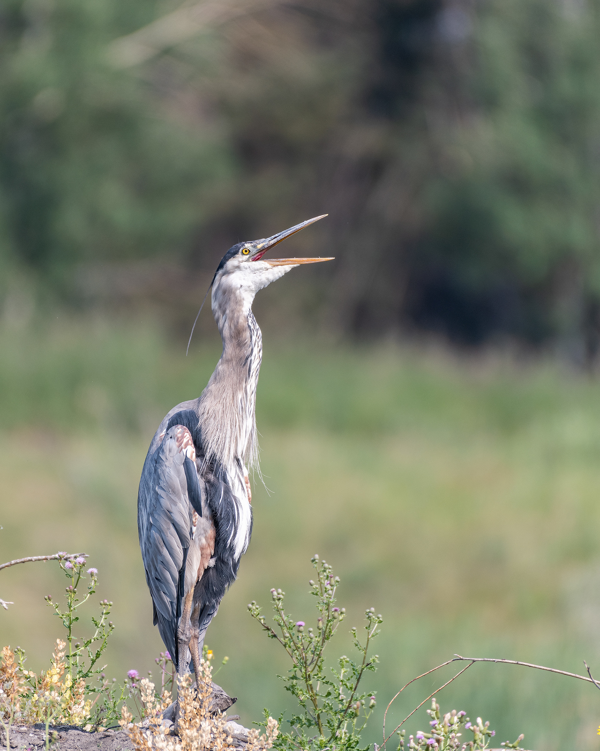 Great Blue Heron, Marshall Springs - Fish Creek Prov. Park, Calgary, AB