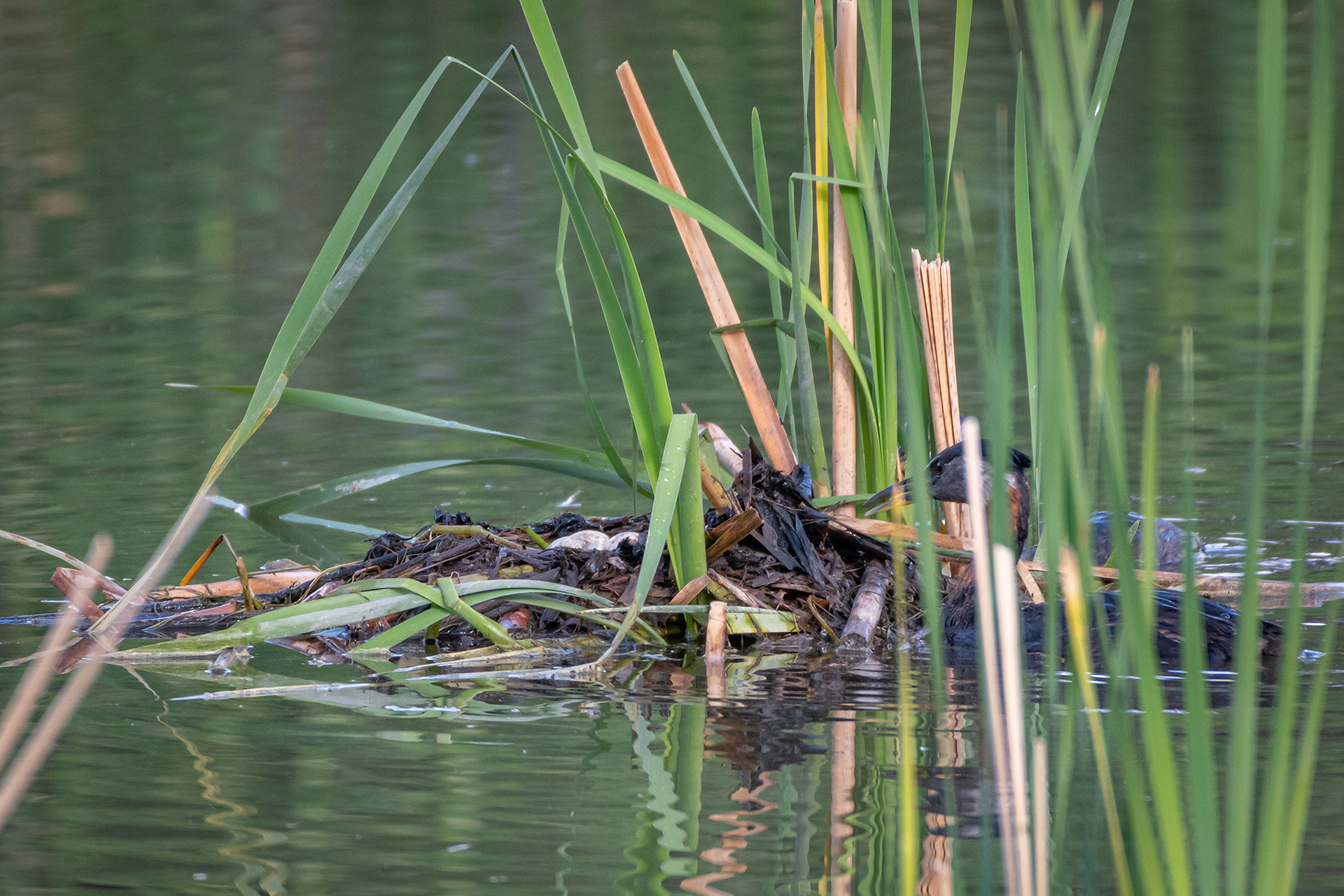 Red-necked Grebe nest, Marshall Springs ponds, Fish Creek Provincial Park, Calgary, AB