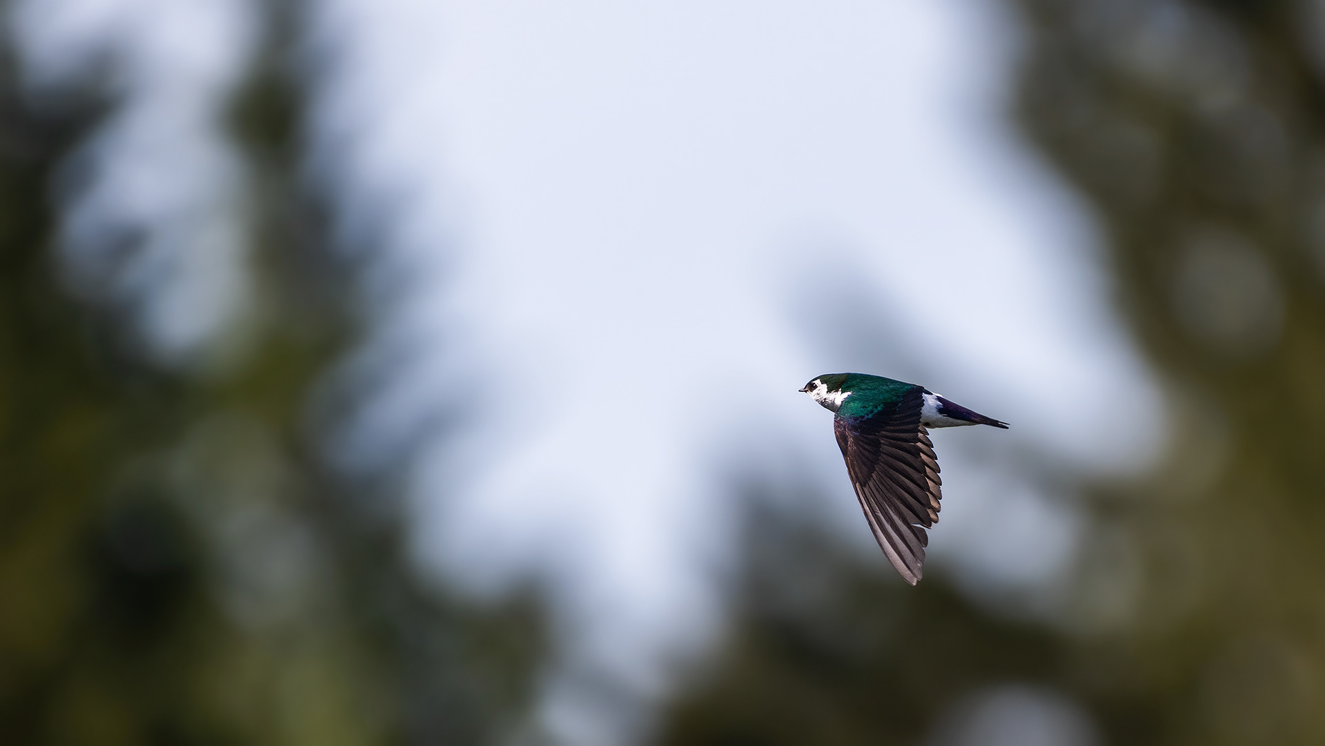Violet-Green Swallow (in flight) at the Marshall Springs ponds in Fish Creek Provincial Park, Calgary, Alberta