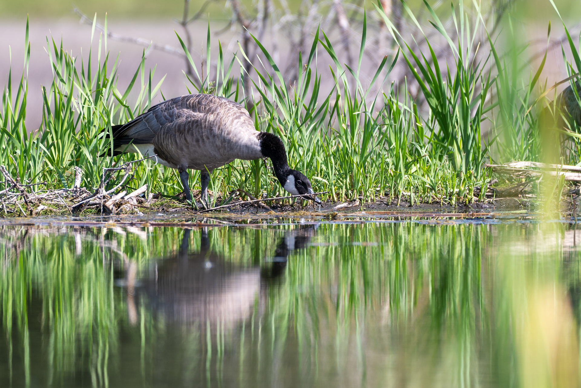 Canada Goose having a drink at the Marshall Springs ponds in Fish Creek Provincial Park