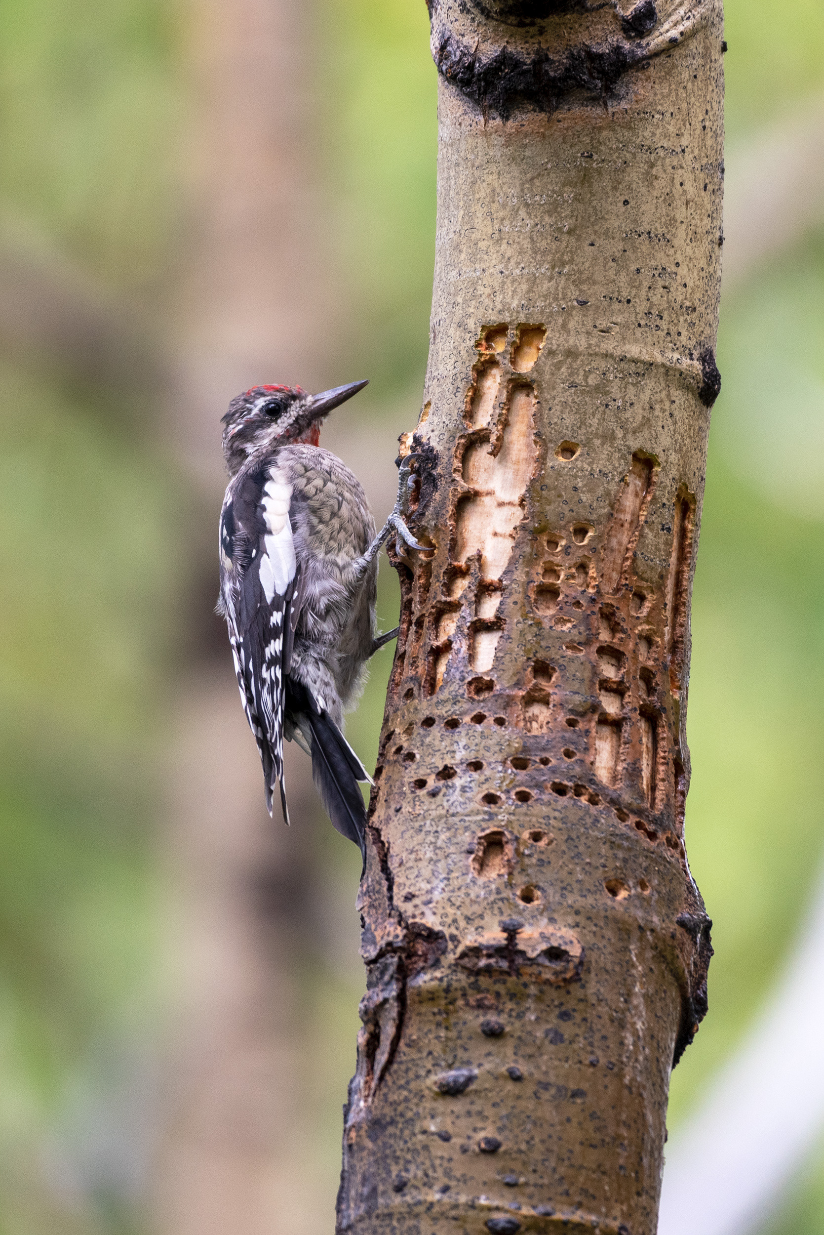 Juvenile Red-naped Sapsucker