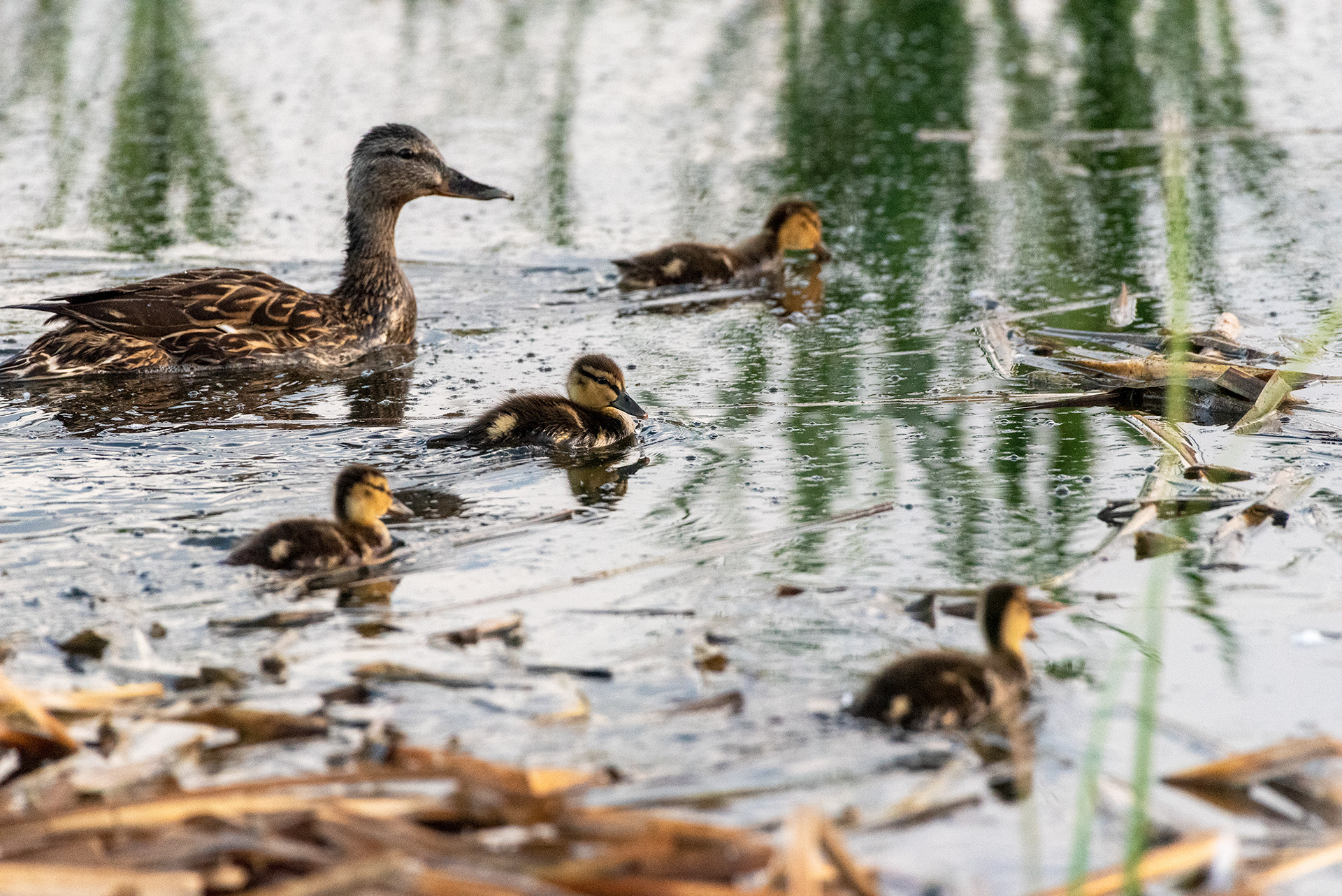 Mallard, ducklings, Marshall Springs, Fish Creek Provincial Park, Calgary, Alberta