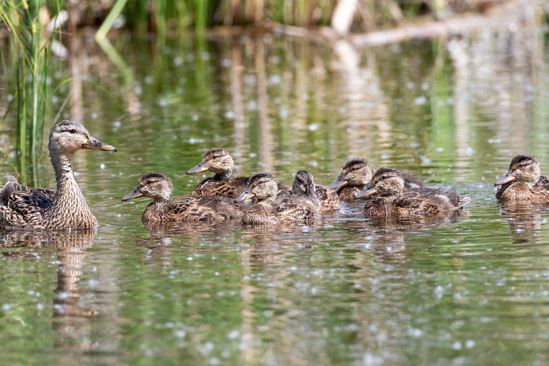 Mallard, ducklings, Weaselhead Flats , Elbow River, Calgary, Alberta