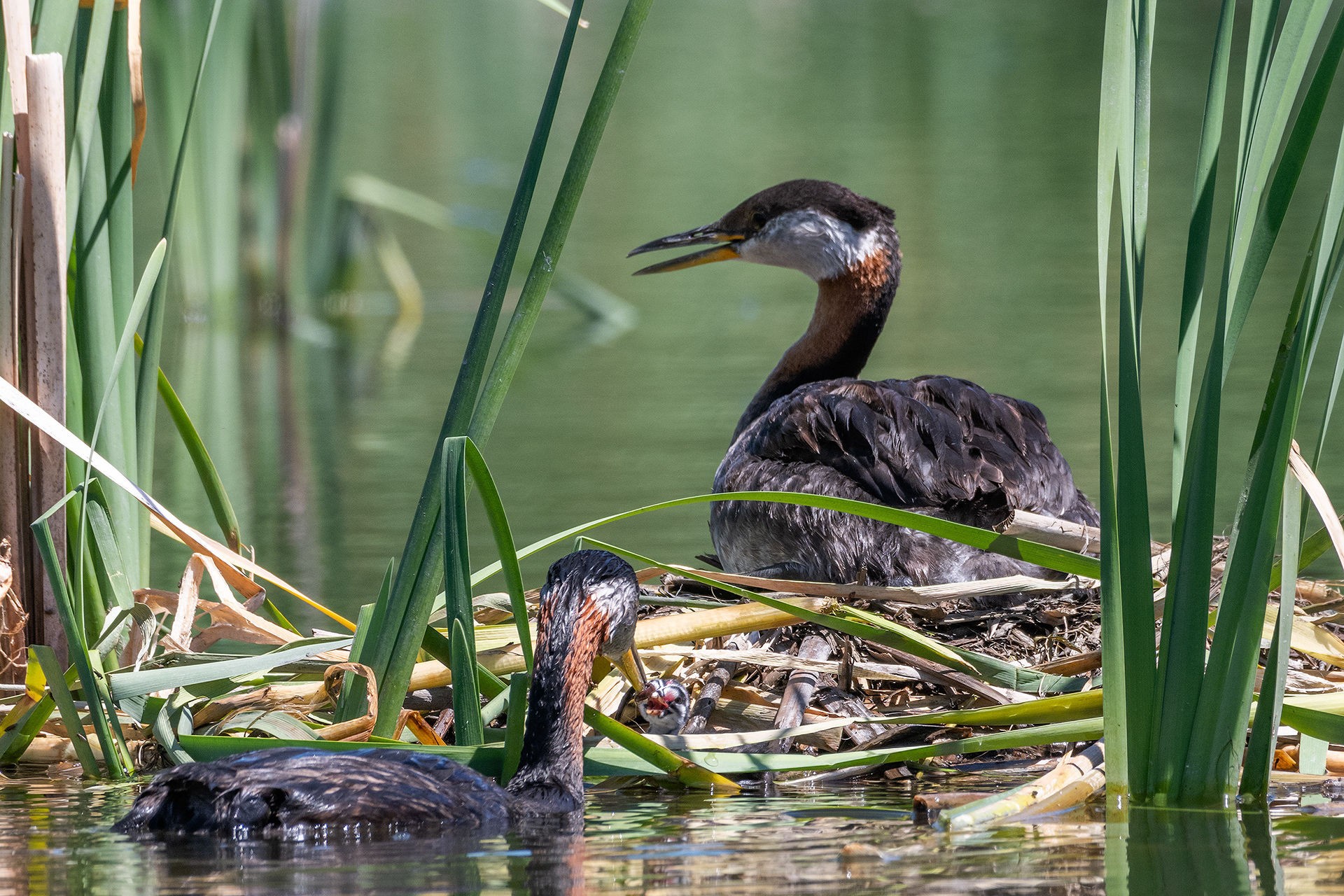 Red-necked Grebe pair at their nest with their newly hatched chick (Dad brought some food for the chick), Marshall Springs - Fish Creek Prov. Park, Calgary, AB