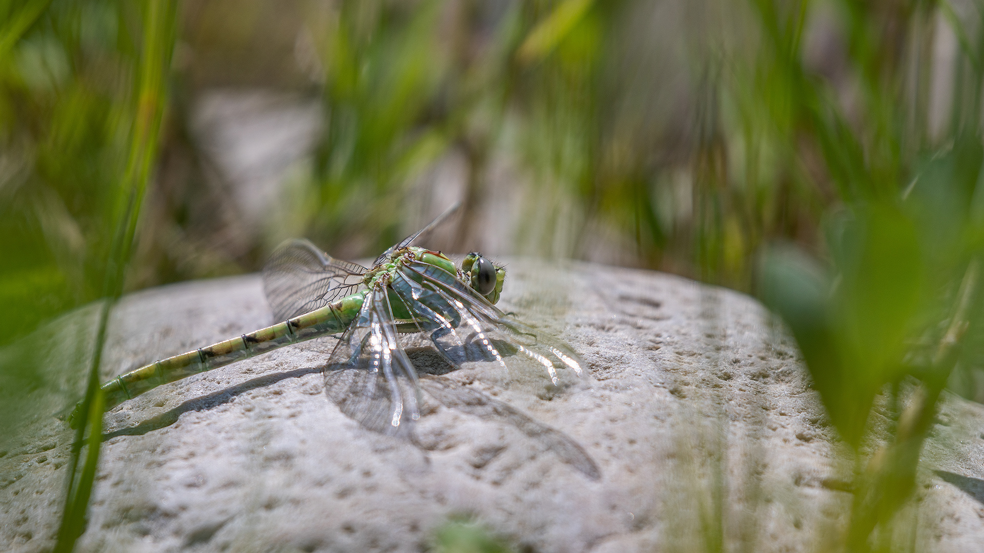 Dragonfly on a rock at Votier's Flats - Fish Creek Provincial Park, Calgary, Alberta