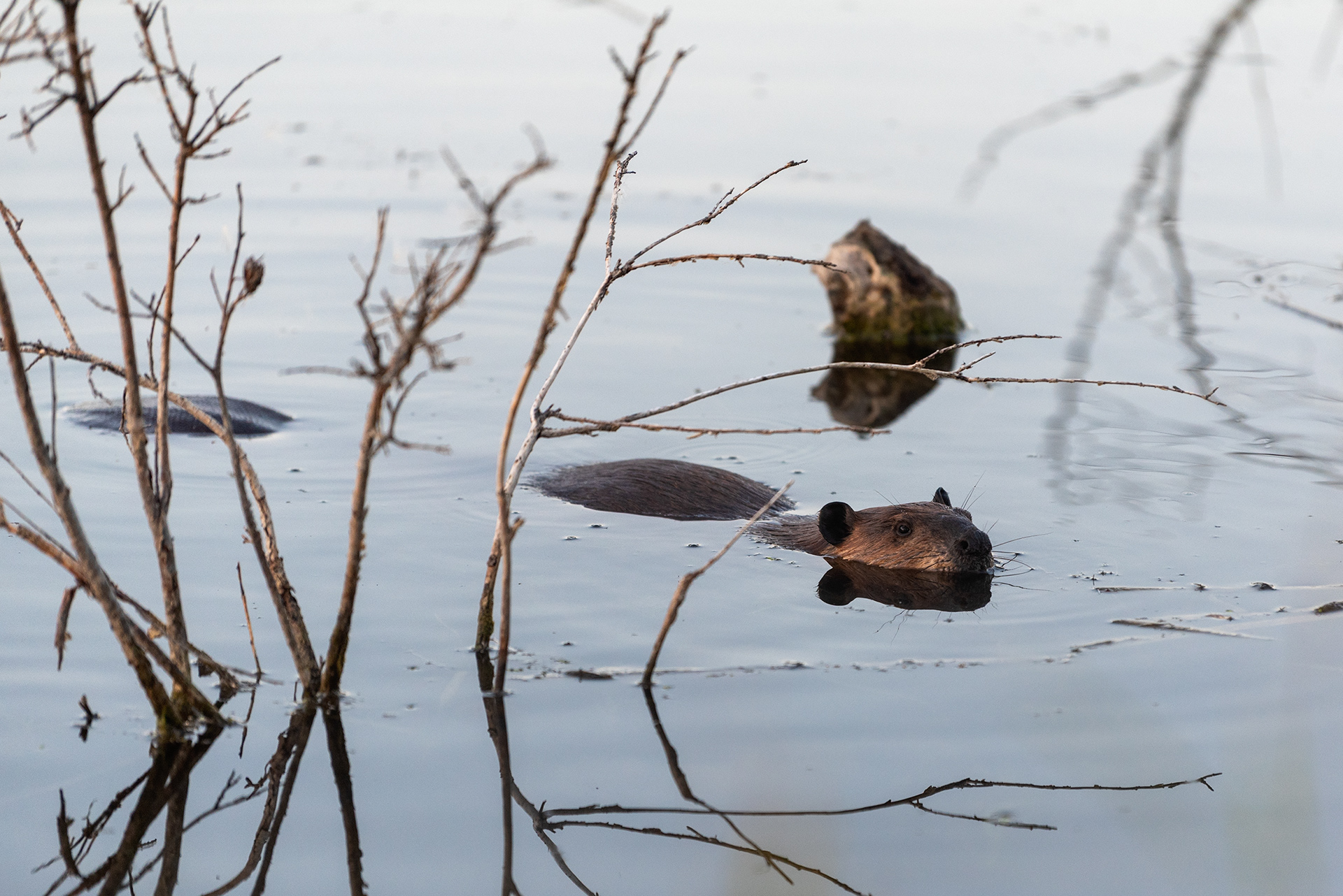 Beaver
