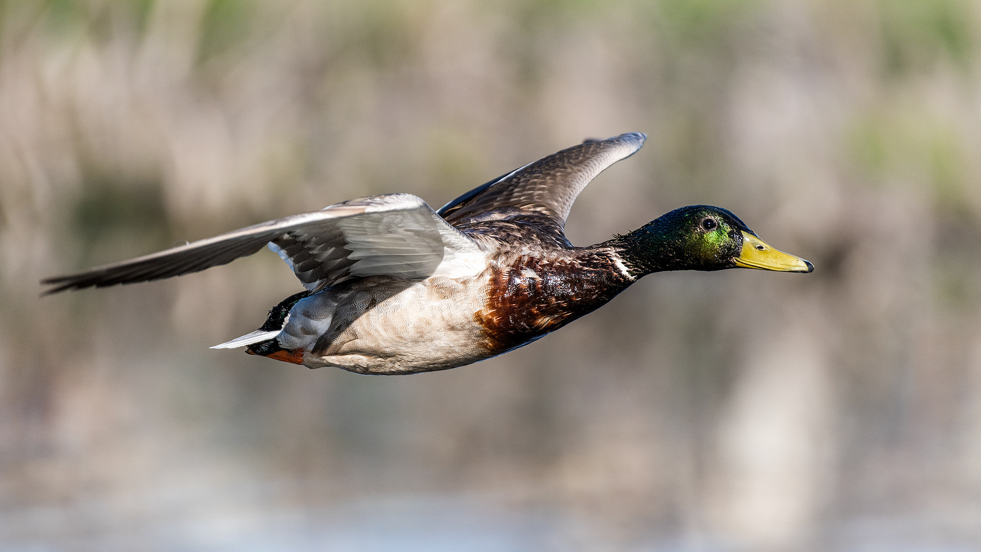 Mallard (male) in flight, Marshall Springs, Fish Creek Prov. Park, Calgary, AB