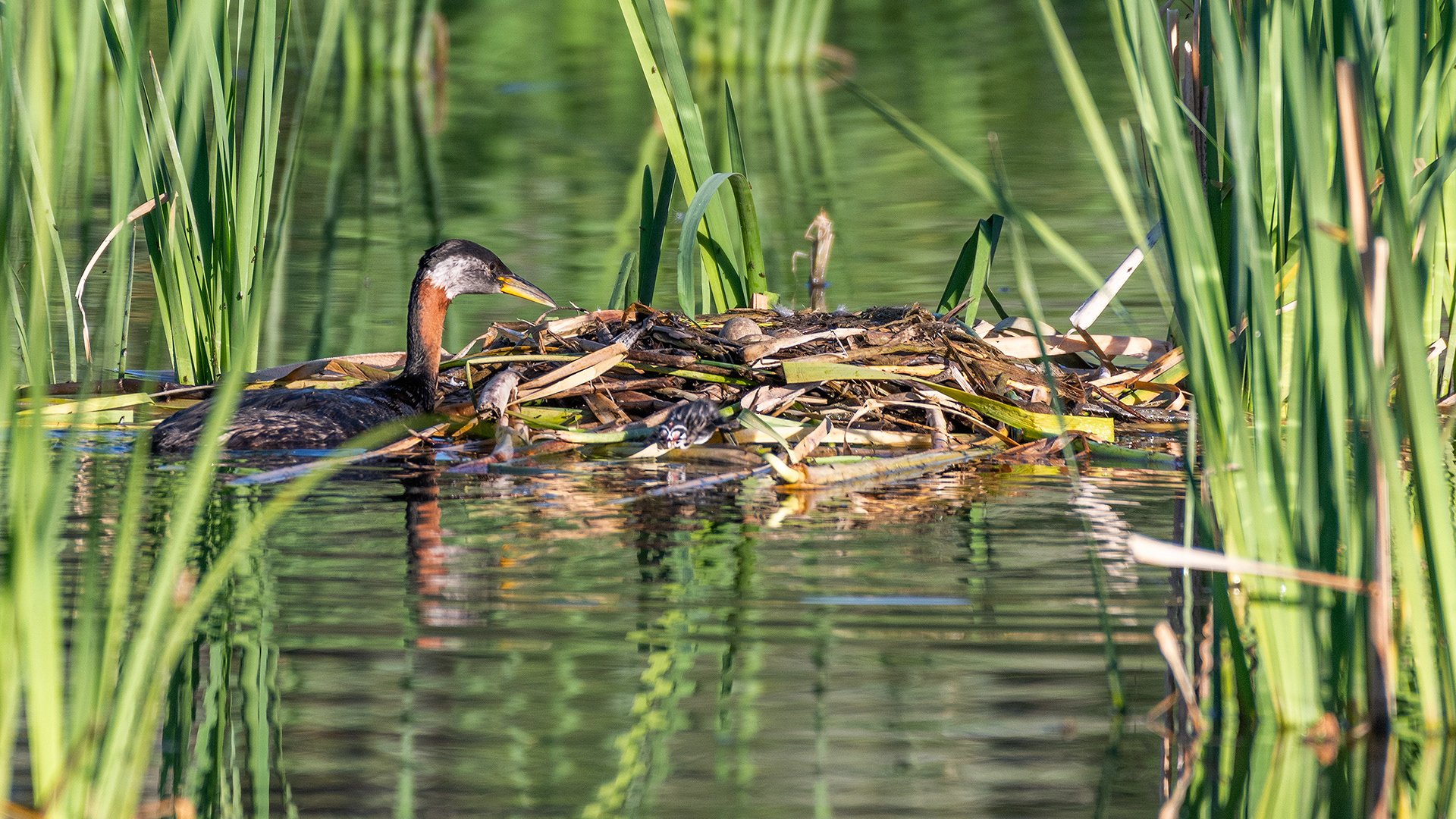 Red-necked Grebe (male) looking at his nest (three eggs visible), Marshall Springs - Fish Creek Prov. Park, Calgary, AB