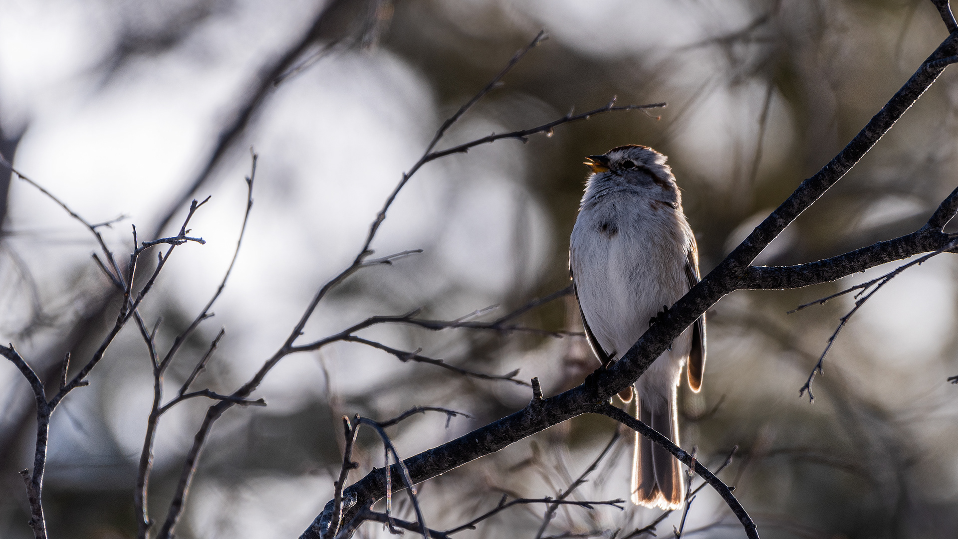 American Tree Sparrow (my best guess), Weaselhead Flats, Calgary, AB - March 23rd