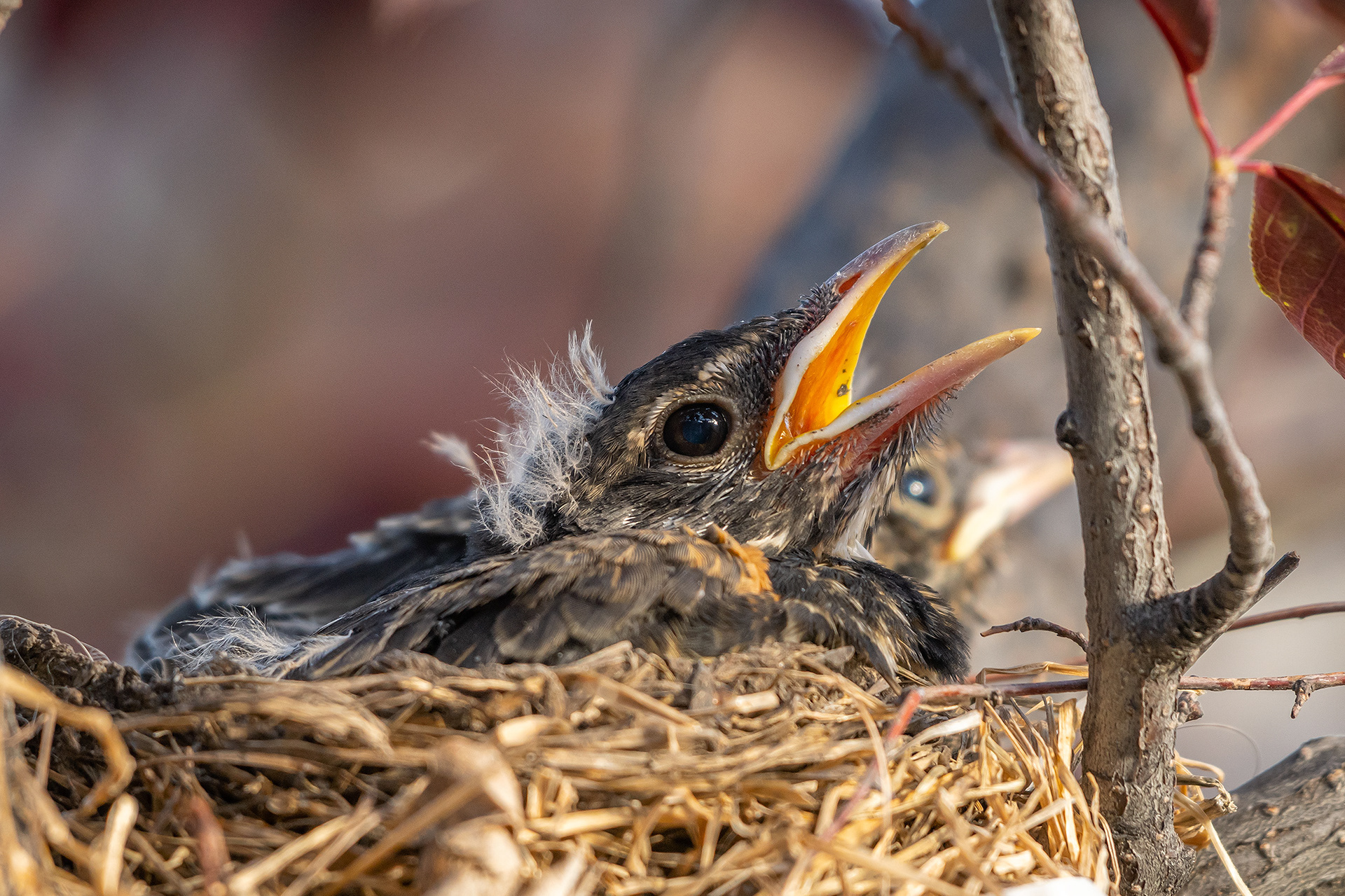 American Robin hatchlings, Bridlewood, Calgary, AB