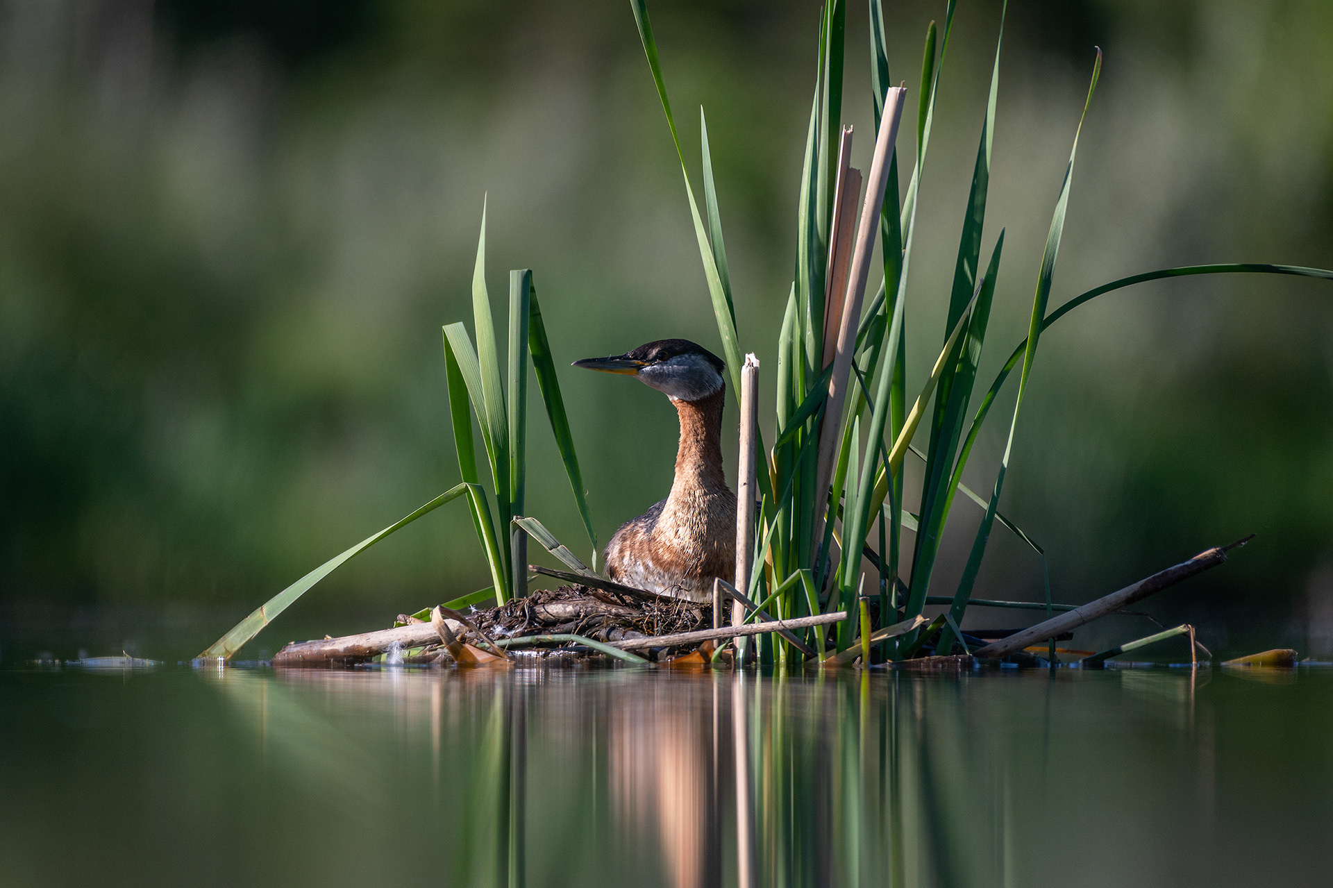 Red-necked Grebe, Marshall Springs ponds, Fish Creek Provincial Park, Calgary, AB