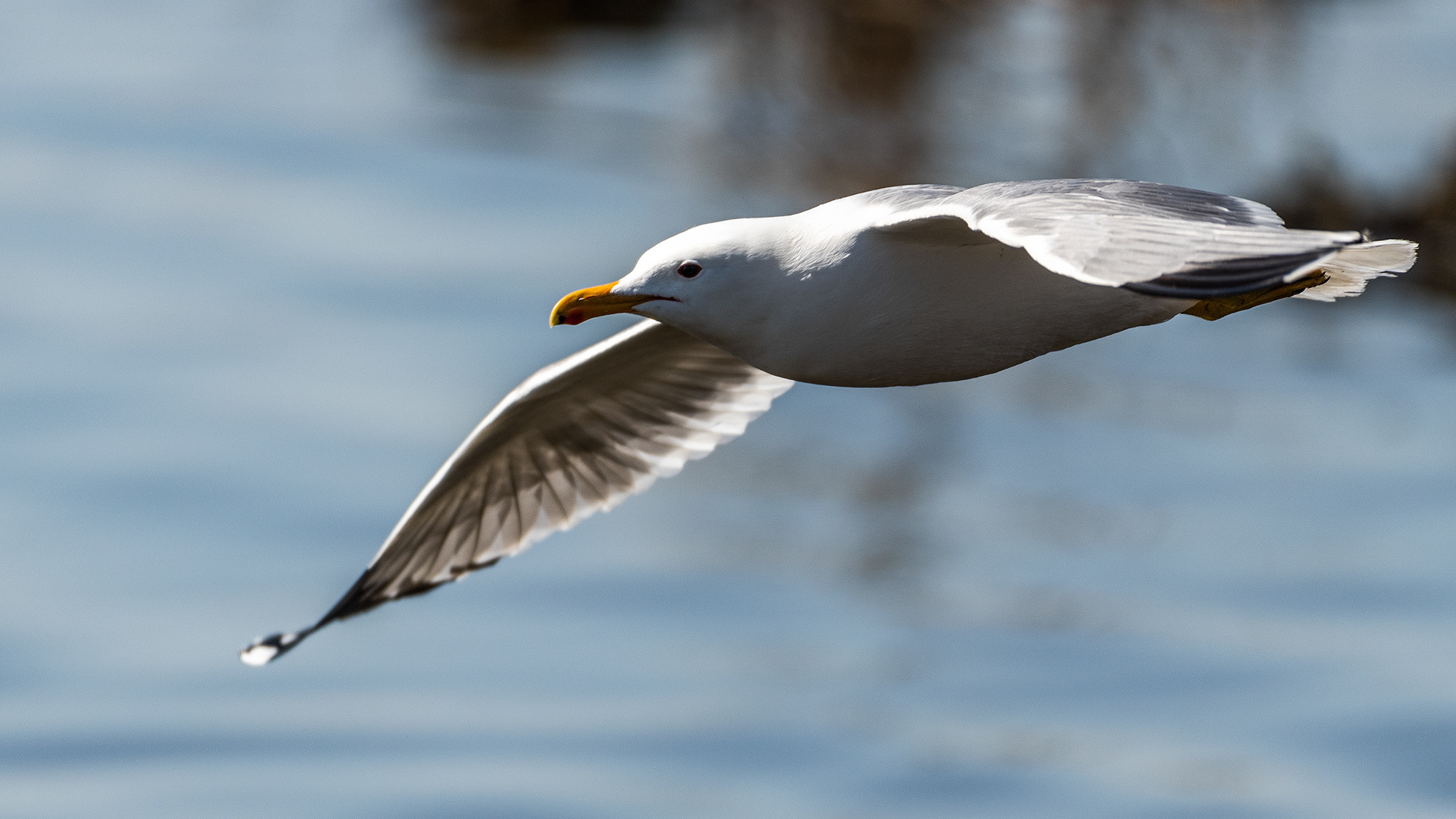 California Gull in flight at Frank Lake, AB