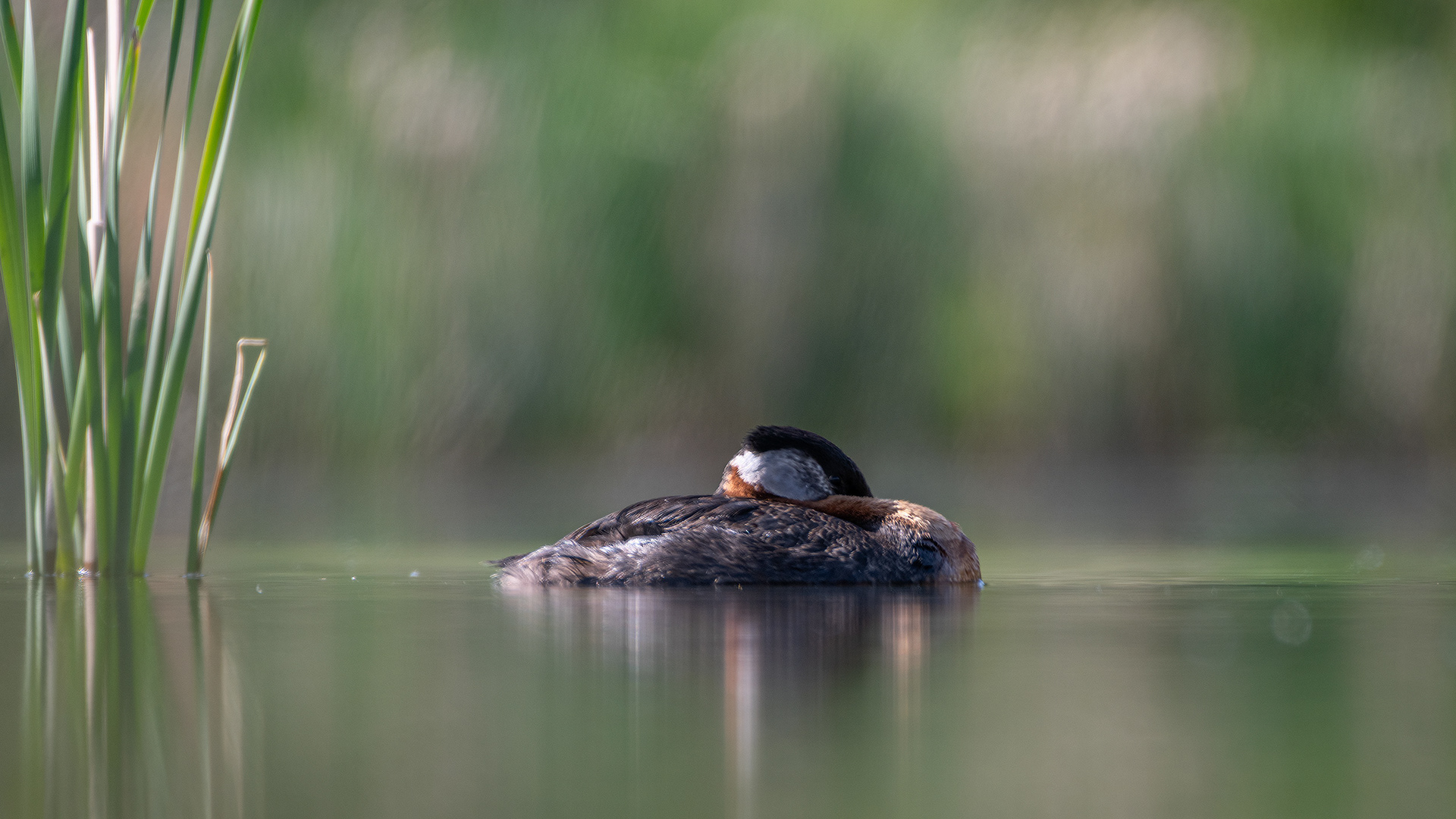 Red-necked Grebe, Marshall Springs ponds, Fish Creek Provincial Park, Calgary, AB