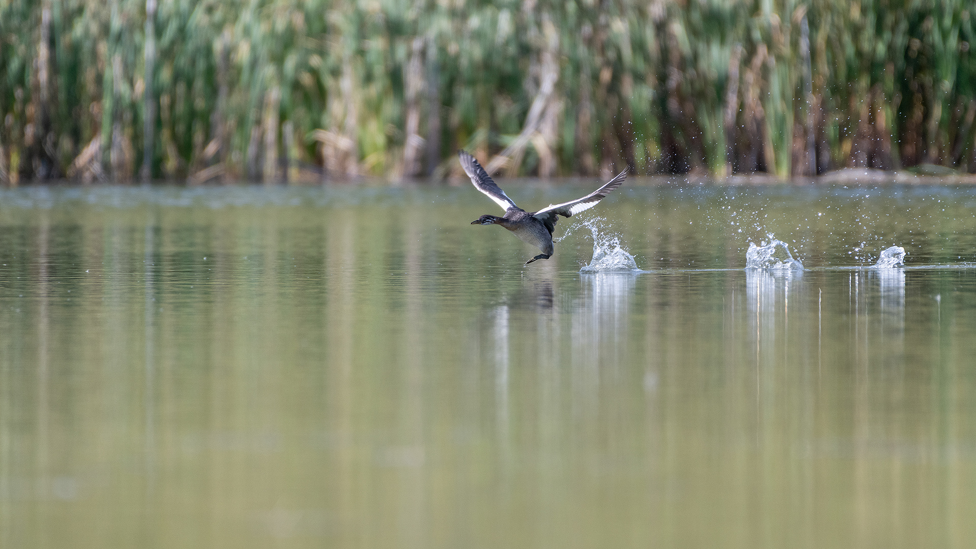 Red-necked Grebe (immature), Marshall Springs - Fish Creek Prov. Park, Calgary, AB