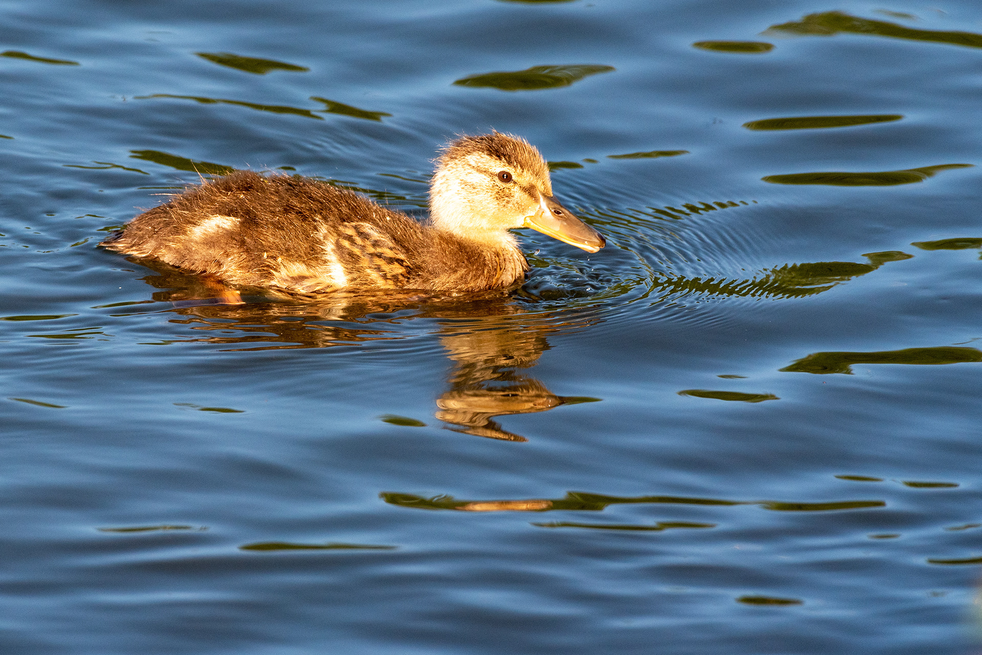 Mallard duckling