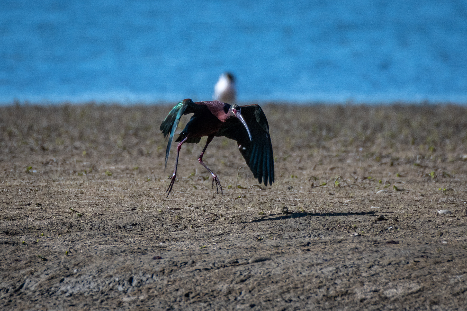 White-faced Ibis (landing), Glenmore Reservoir, North Glenmore Park, Calgary, AB
