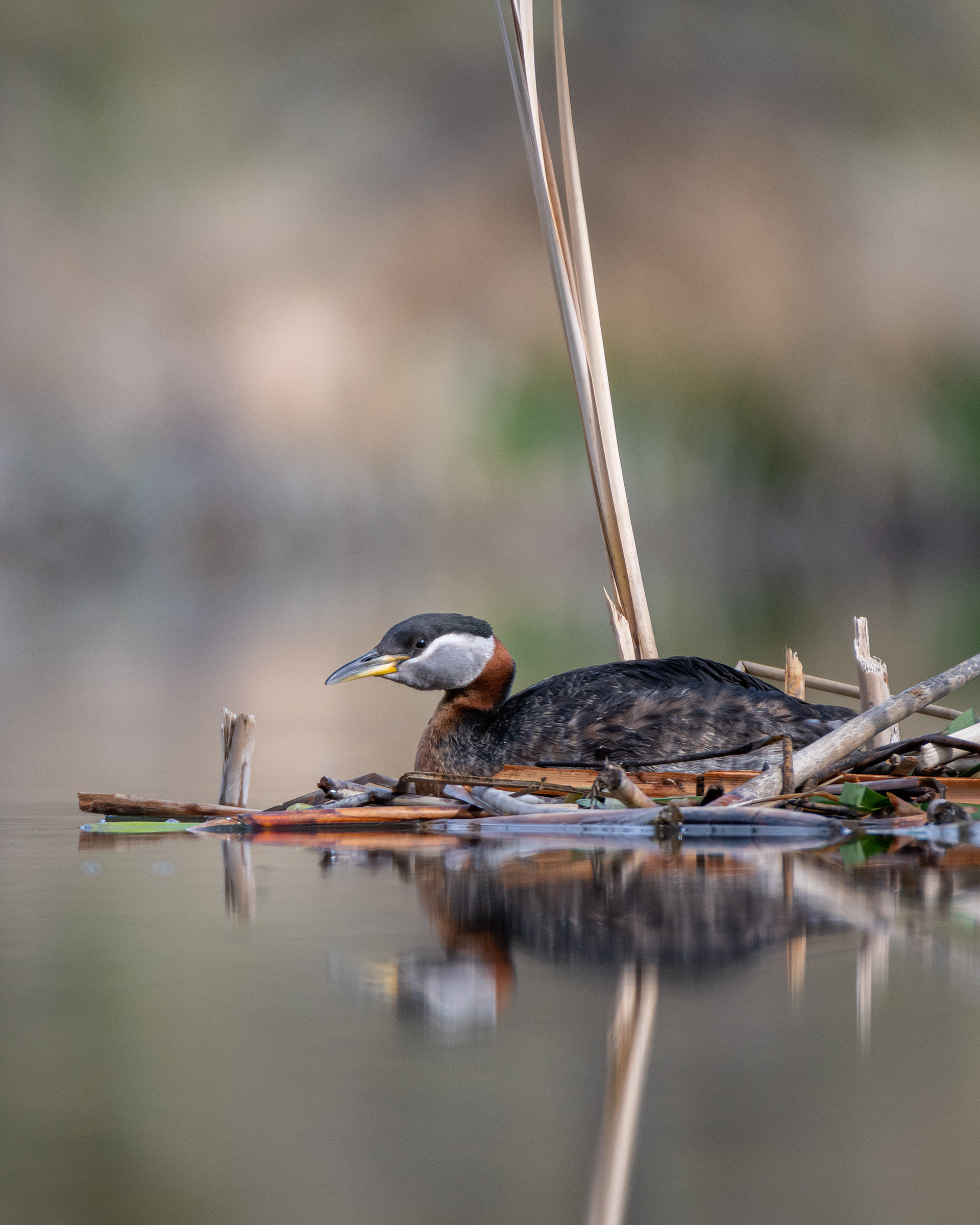 Red-necked Grebe, Marshall Springs ponds, Fish Creek Provincial Park, Calgary, AB