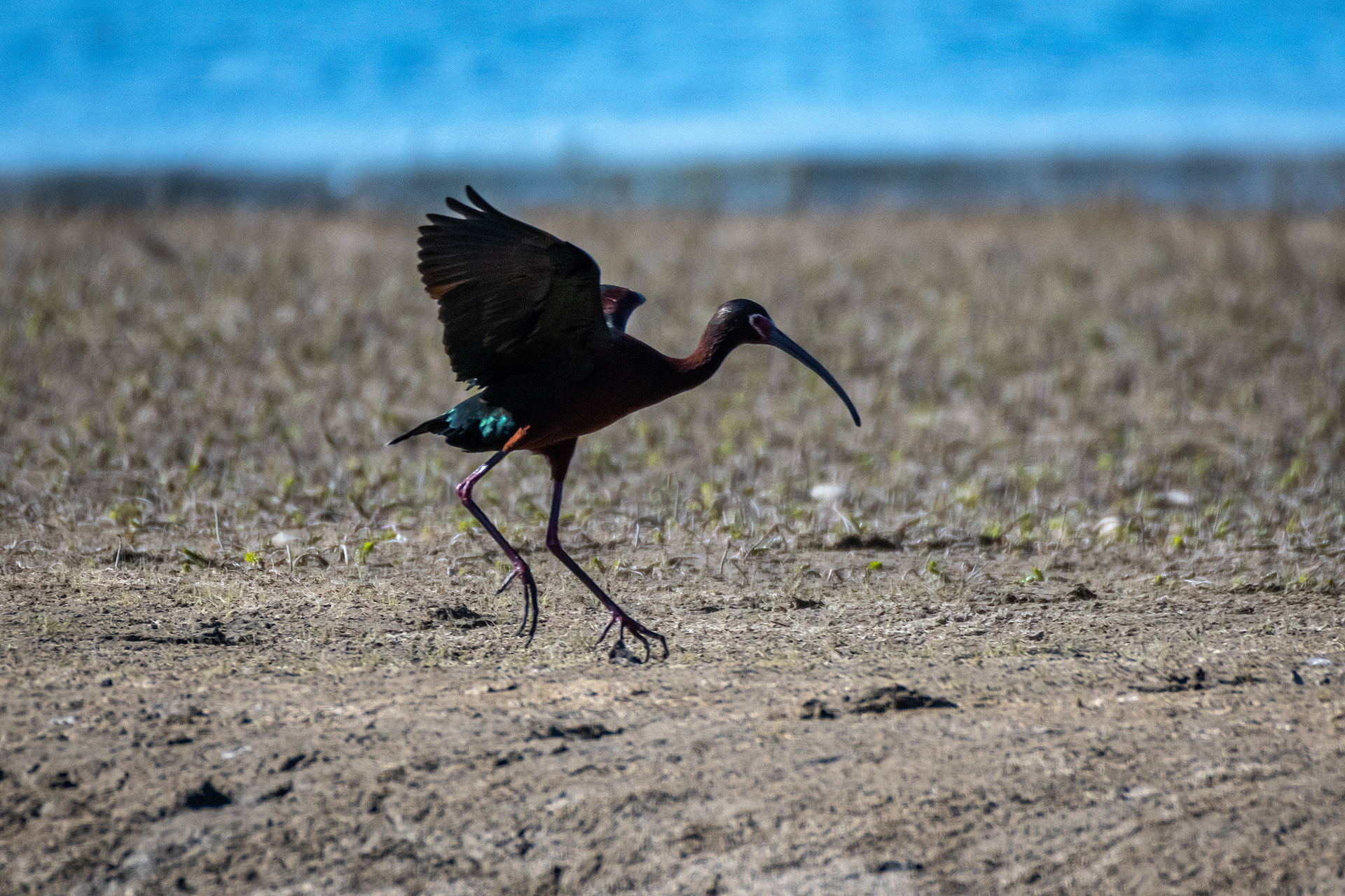 White-faced Ibis, Glenmore Reservoir, North Glenmore Park, Calgary, AB