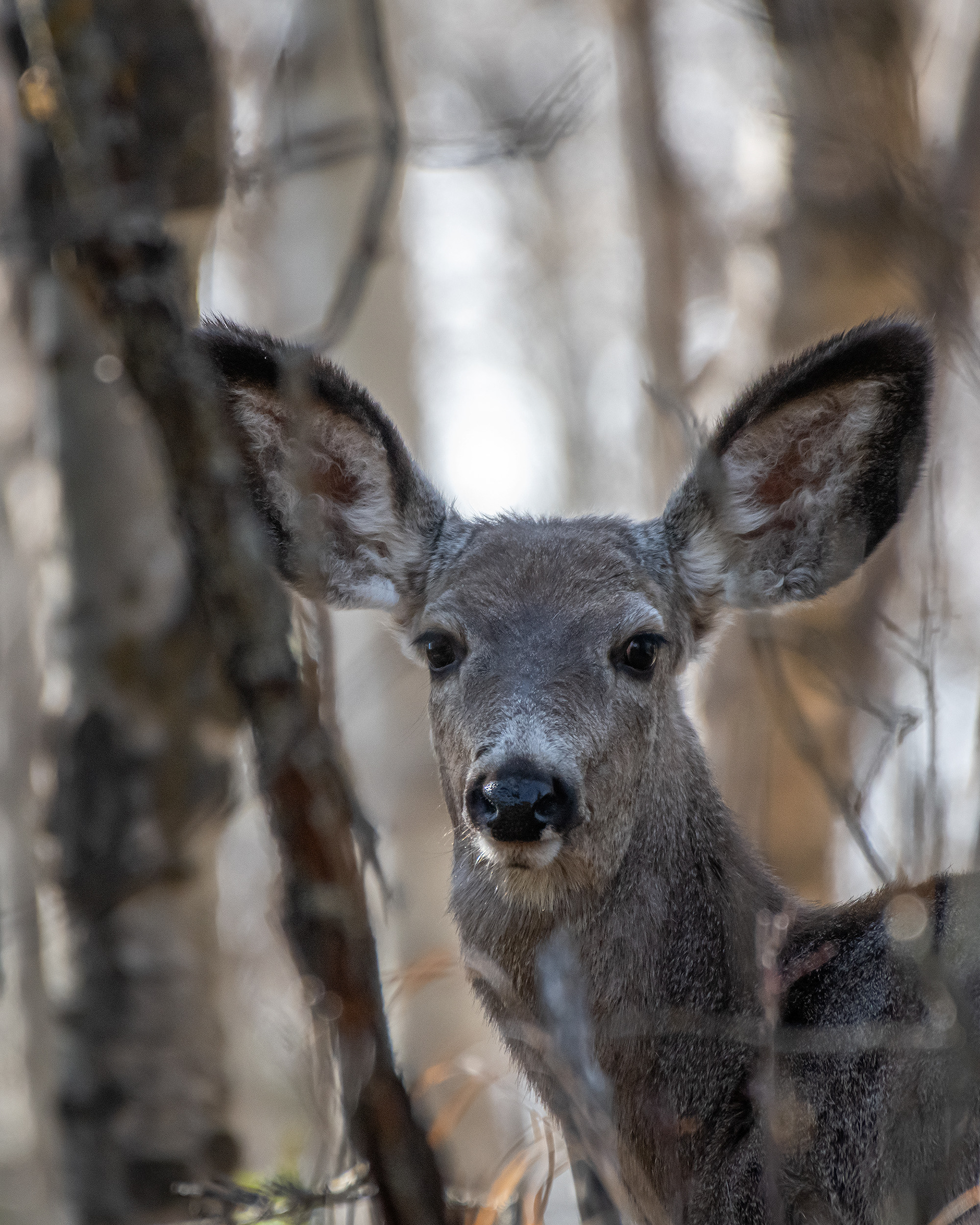 Mule Deer (close-up), Marshall Springs, Fish Creek Provincial Park, Calgary, AB