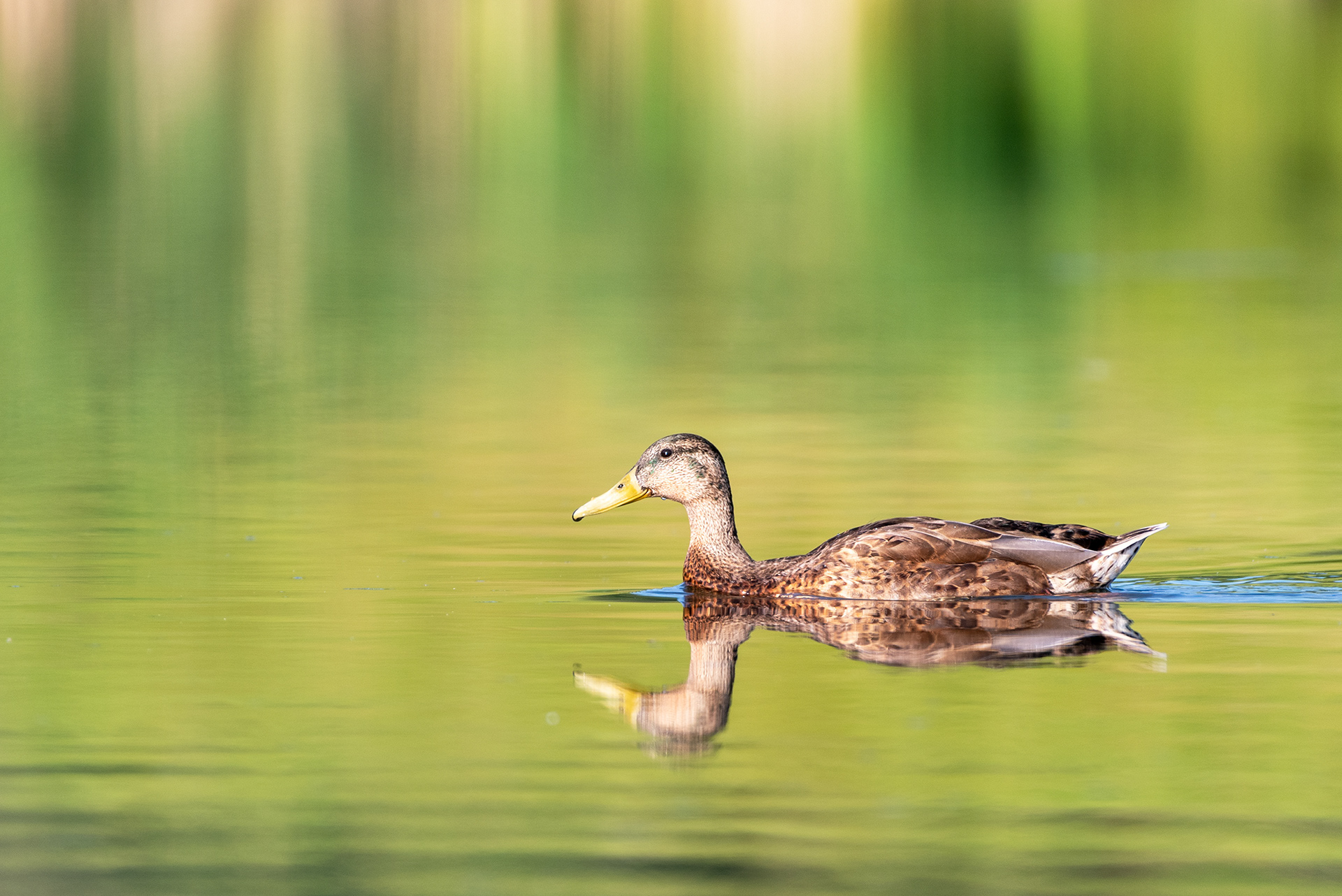 Mallard on the water