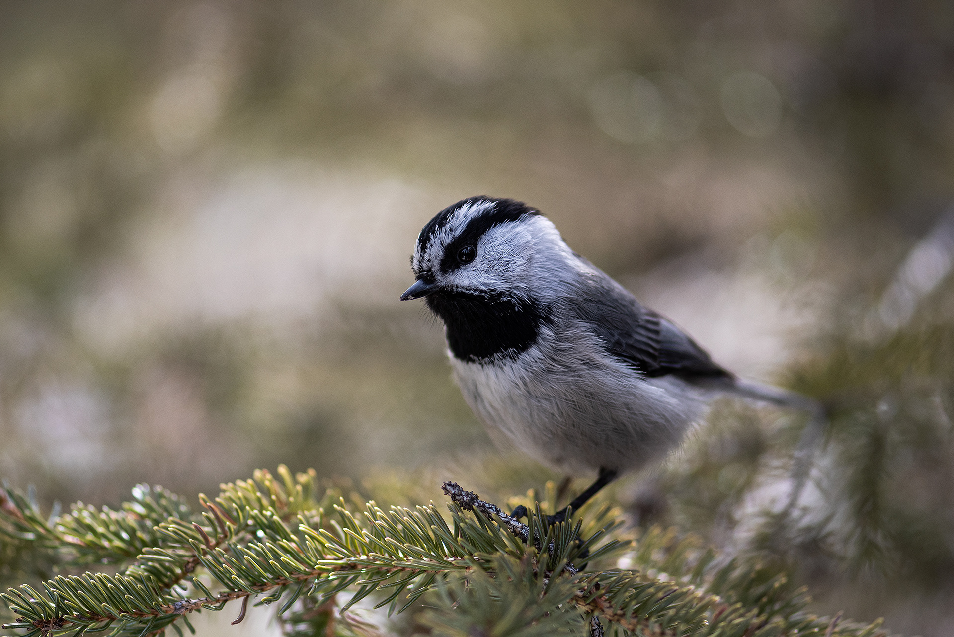 Mountain Chickadee, near the Marshall Springs area of Fish Creek Provincial Park, Calgary, AB