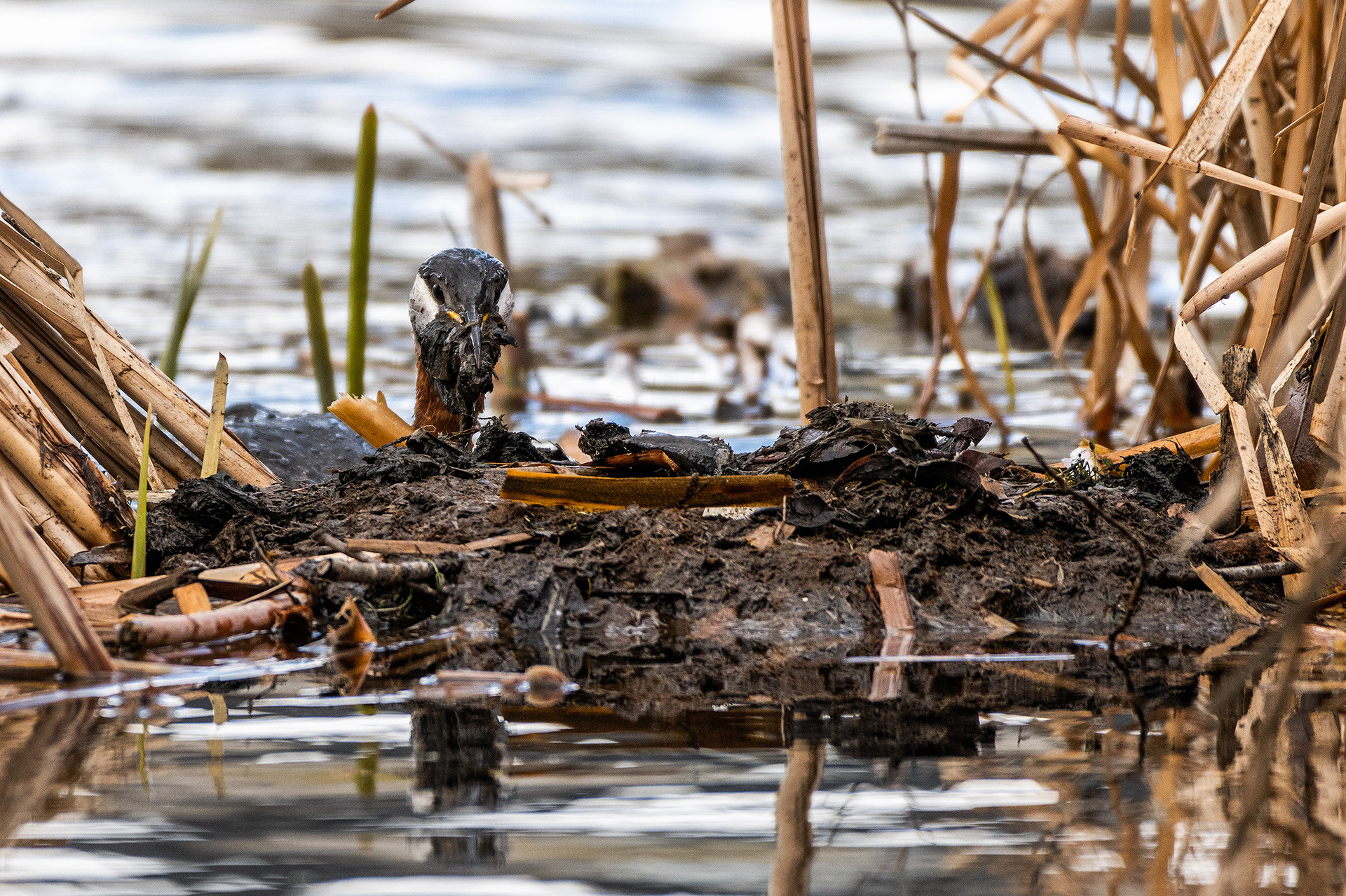 Red-necked Grebe doing some maintenance on the nest at Bridlewood Wetlands Park, Calgary, Alberta
