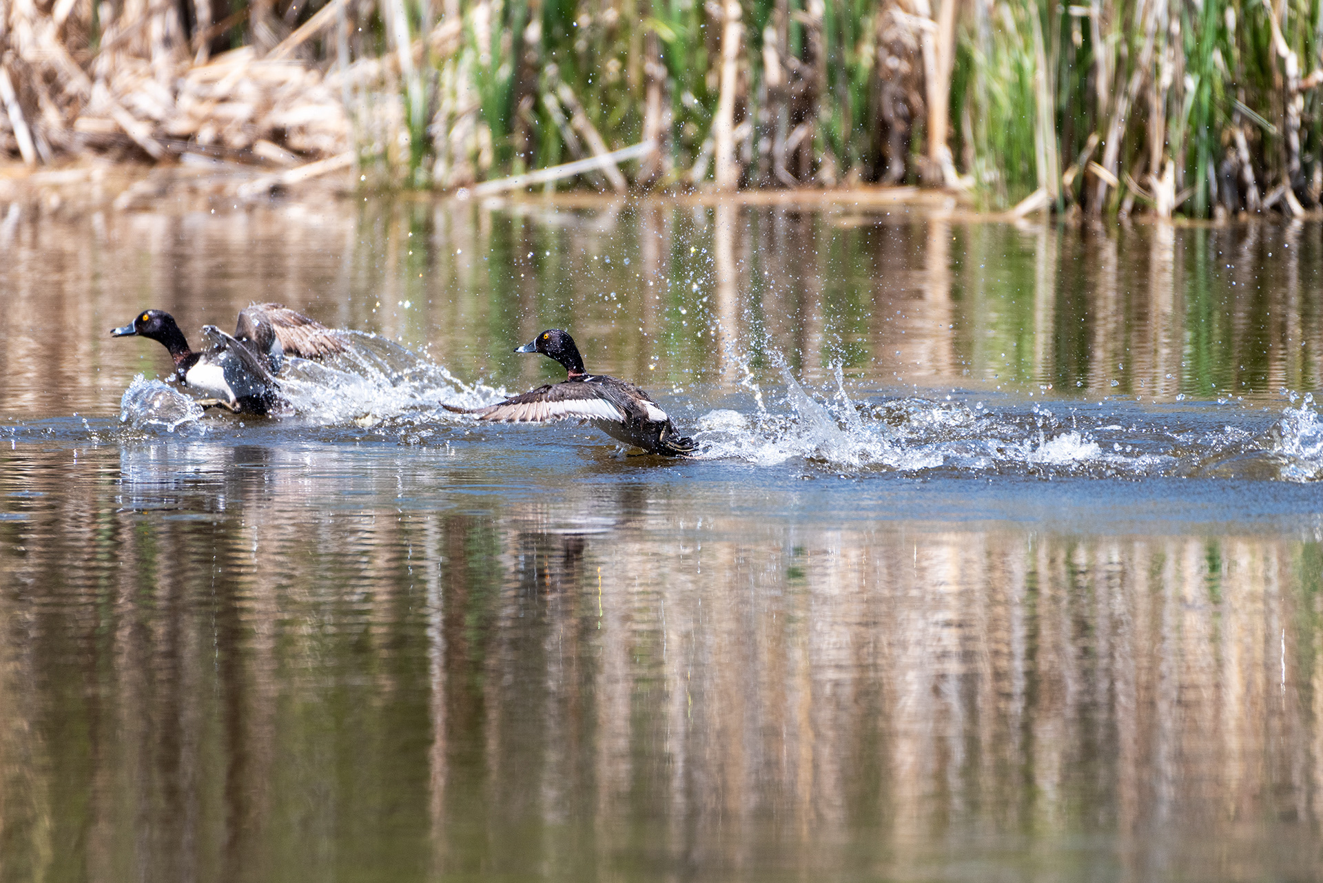Ring-necked Ducks, Weaselhead Flats, Elbow River, Calgary, Alberta