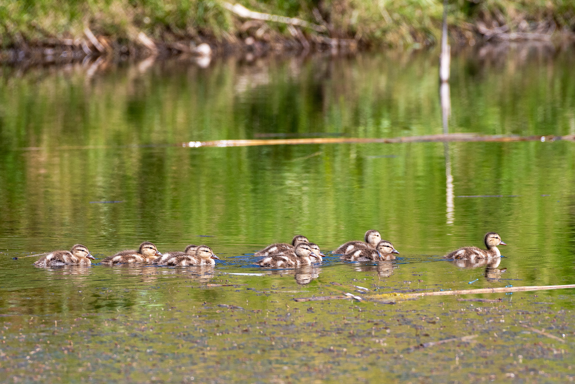 Mallard ducklings