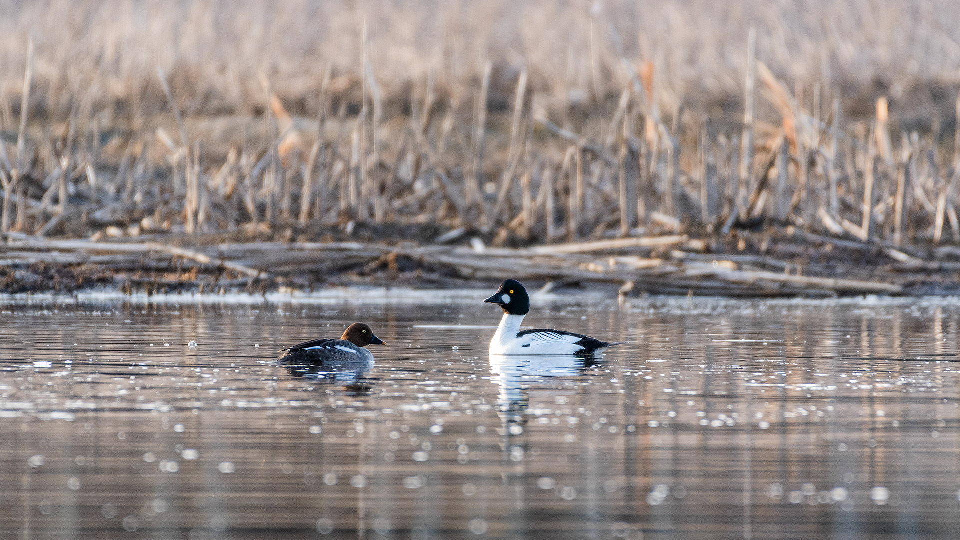 Common Goldeneye pair on the Marshall Springs pond in Fish Creek Provincial Park