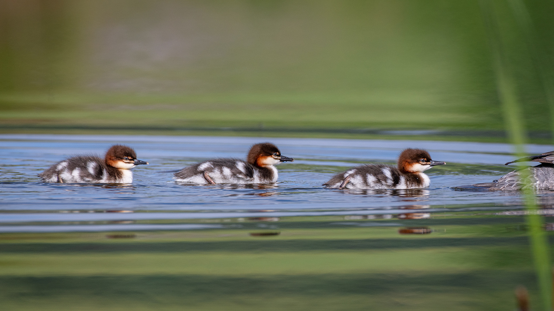 Common Mergansers (immature), Marshall Springs ponds, Fish Creek Provincial Park, Calgary, AB