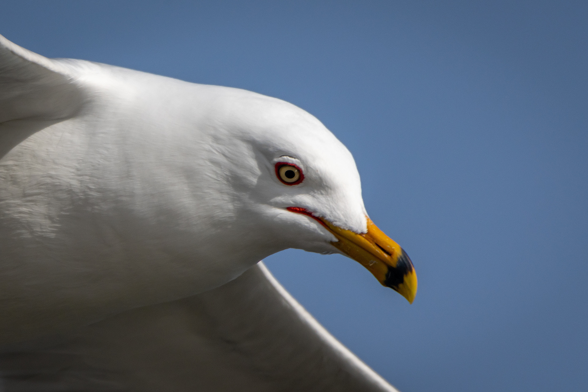 Ring-billed Gull (in flight) close-up, near the Harvie Passage of the Bow River, Pearce Estate Park, Calgary, AB