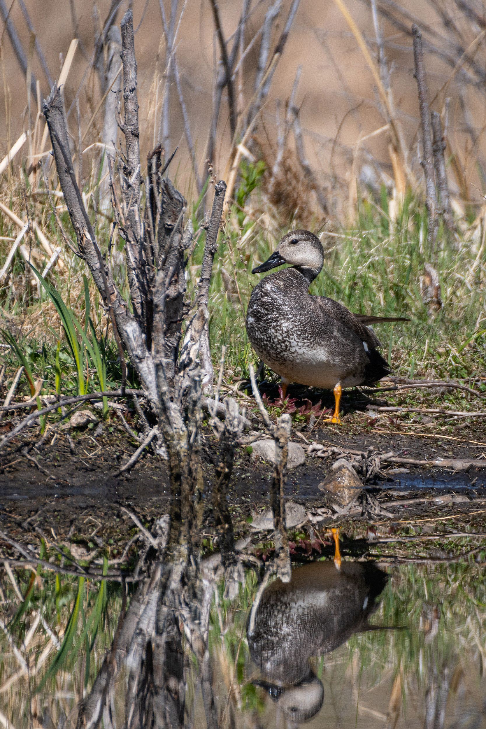 Gadwall (male), Marshall Springs ponds, Fish Creek Provincial Park, Calgary, AB