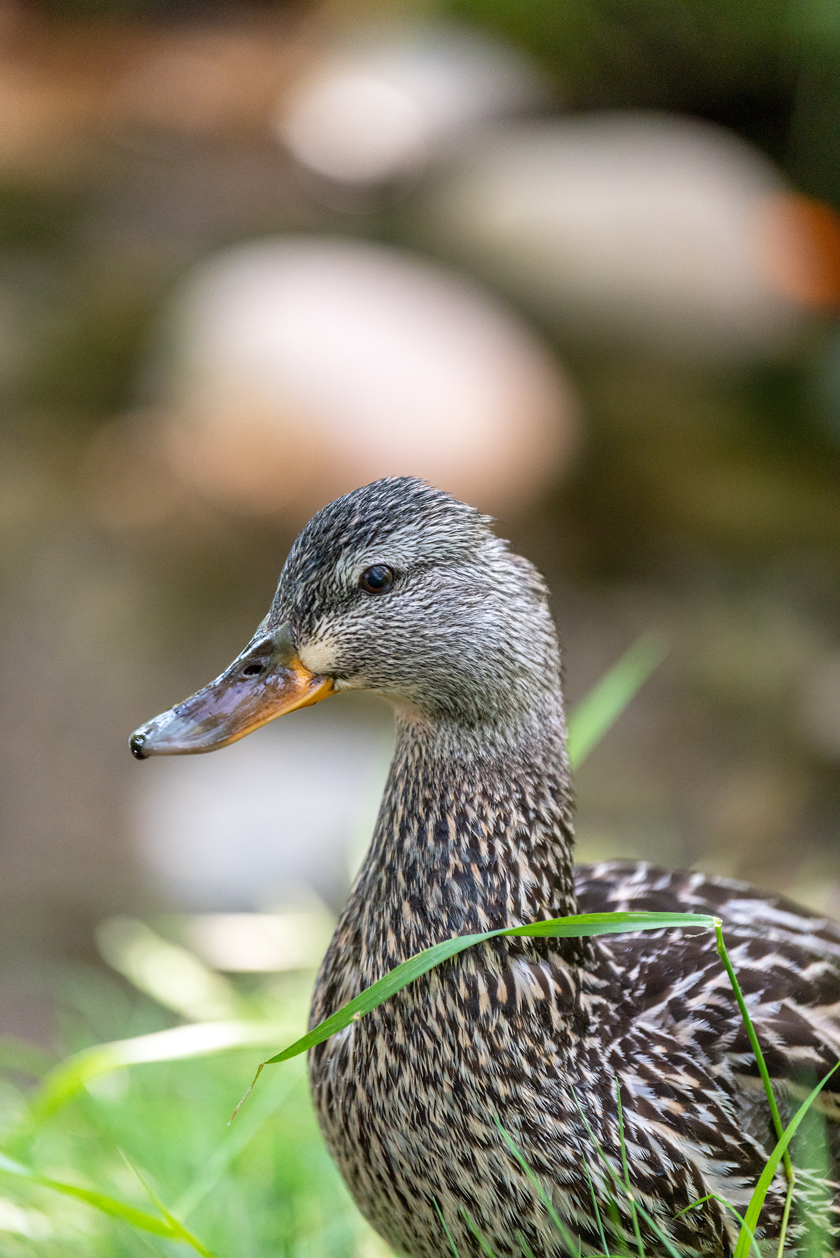 Mallard, Bridlewood Wetlands Park, Calgary, Alberta