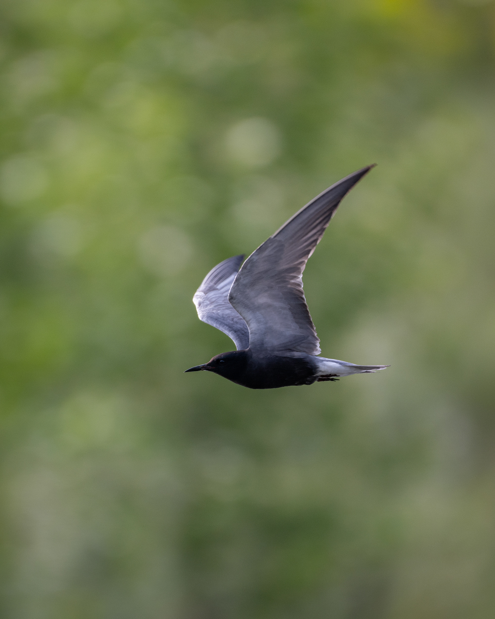 Black Tern (in flight), Marshall Springs ponds, Fish Creek Provincial Park, Calgary, AB