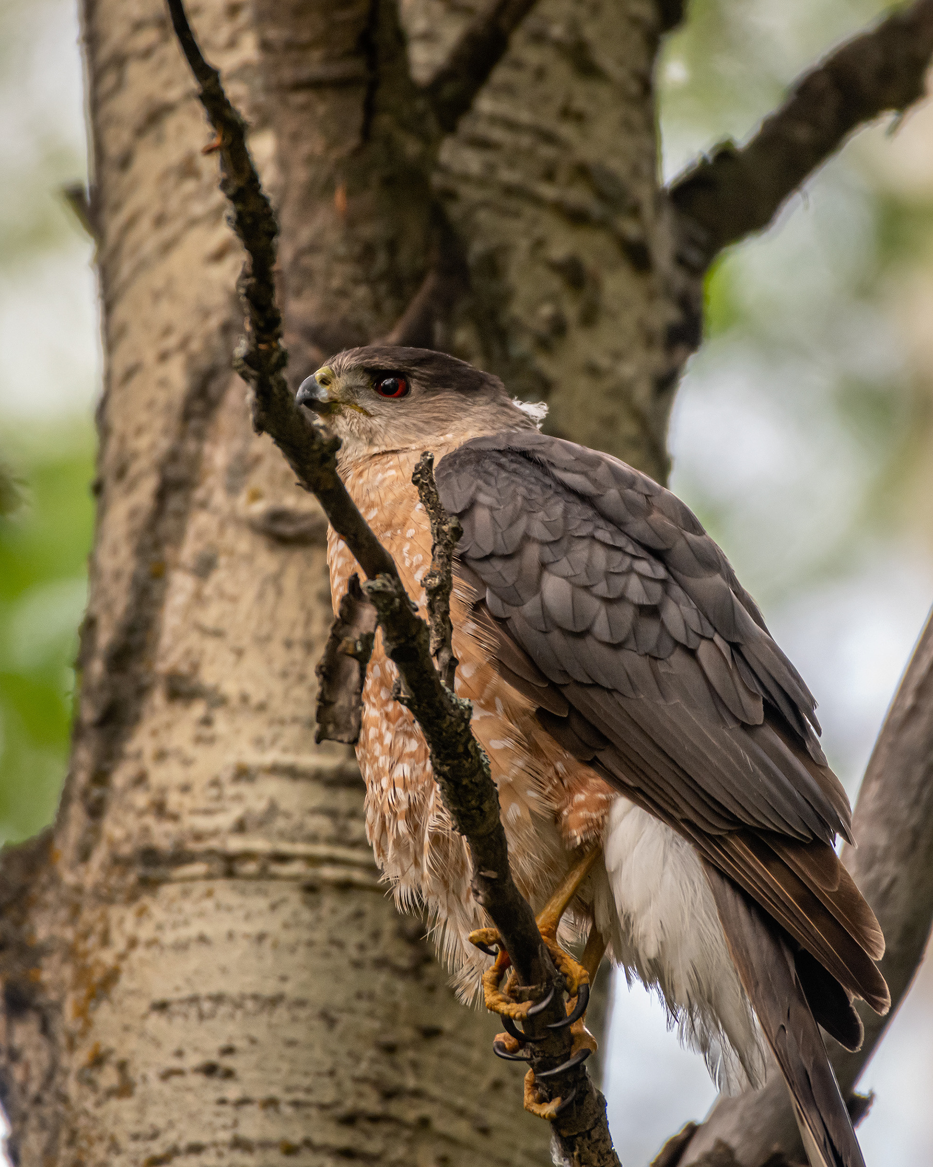 Cooper's Hawk, Marshall Springs, Fish Creek Provincial Park, Calgary, AB