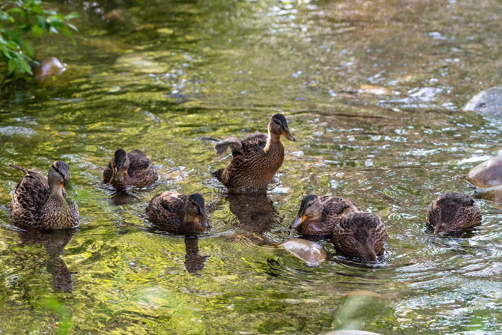 Mallard, ducklings, Bridlewood Wetlands Park, Calgary, Alberta