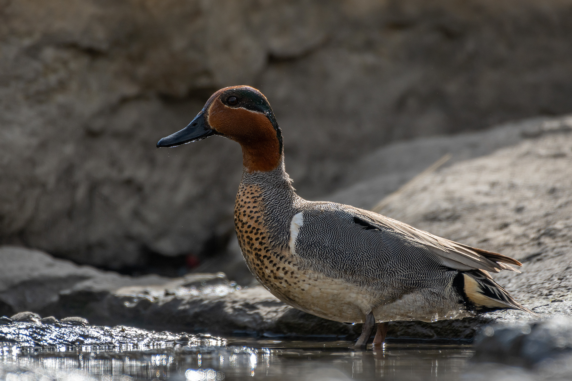 Green-winged Teal (male), Marshall Springs, Fish Creek Provincial Park, Calgary, AB