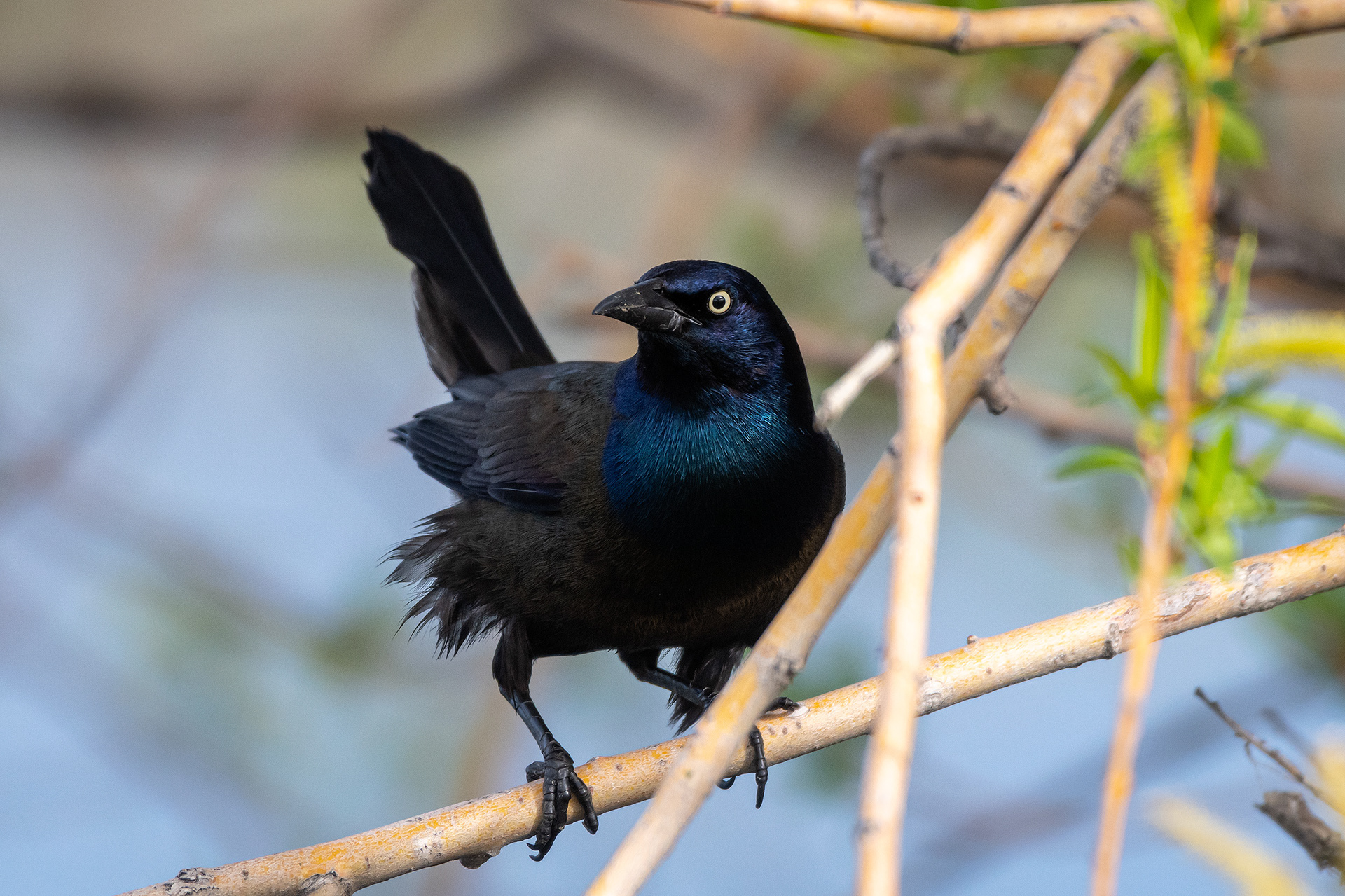 Common Grackle, Bridlewood Wetlands Park, Calgary, AB