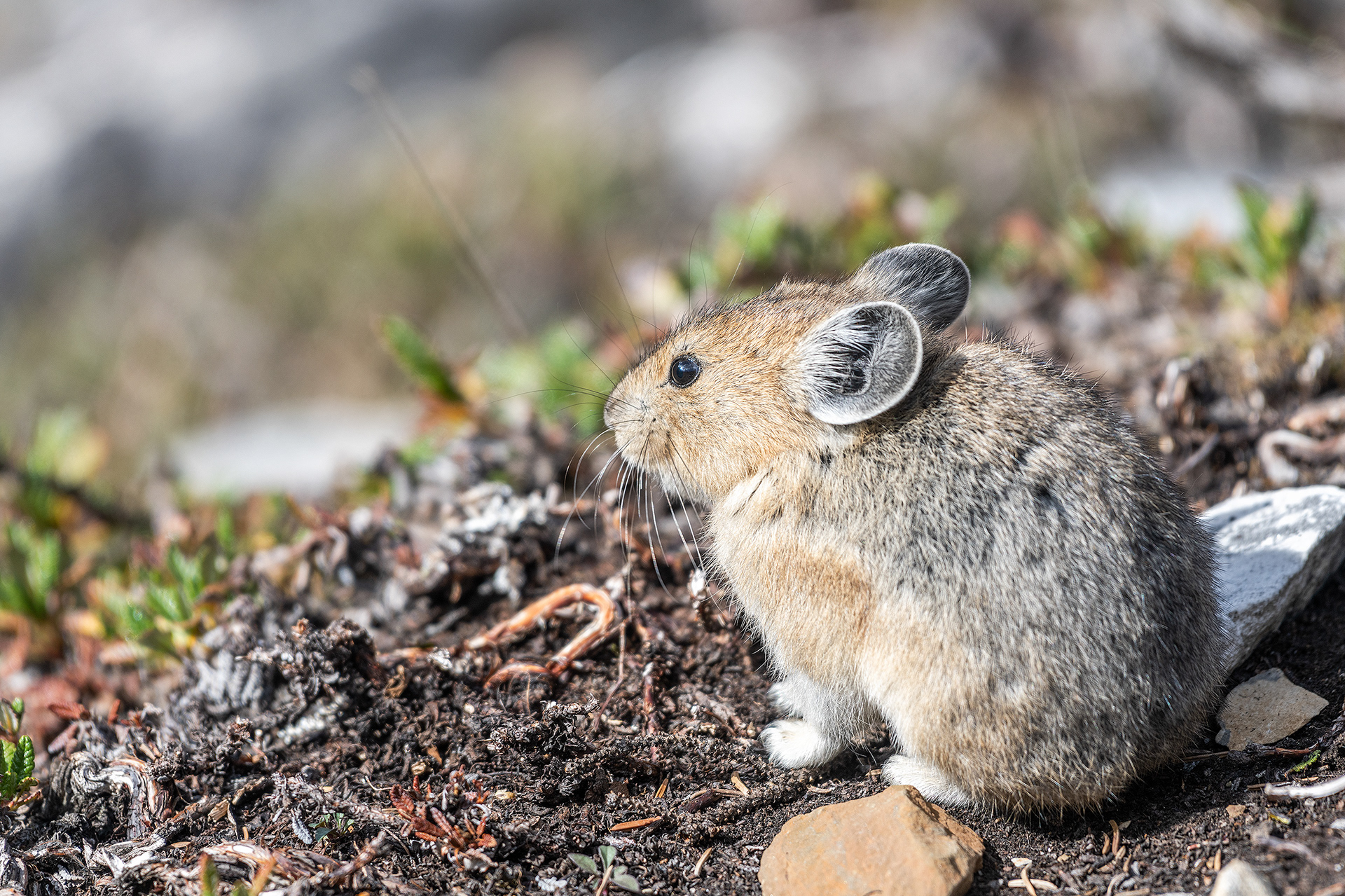 Pika, Stanley Glacier Trail, Kootenay National Park, British Columbia